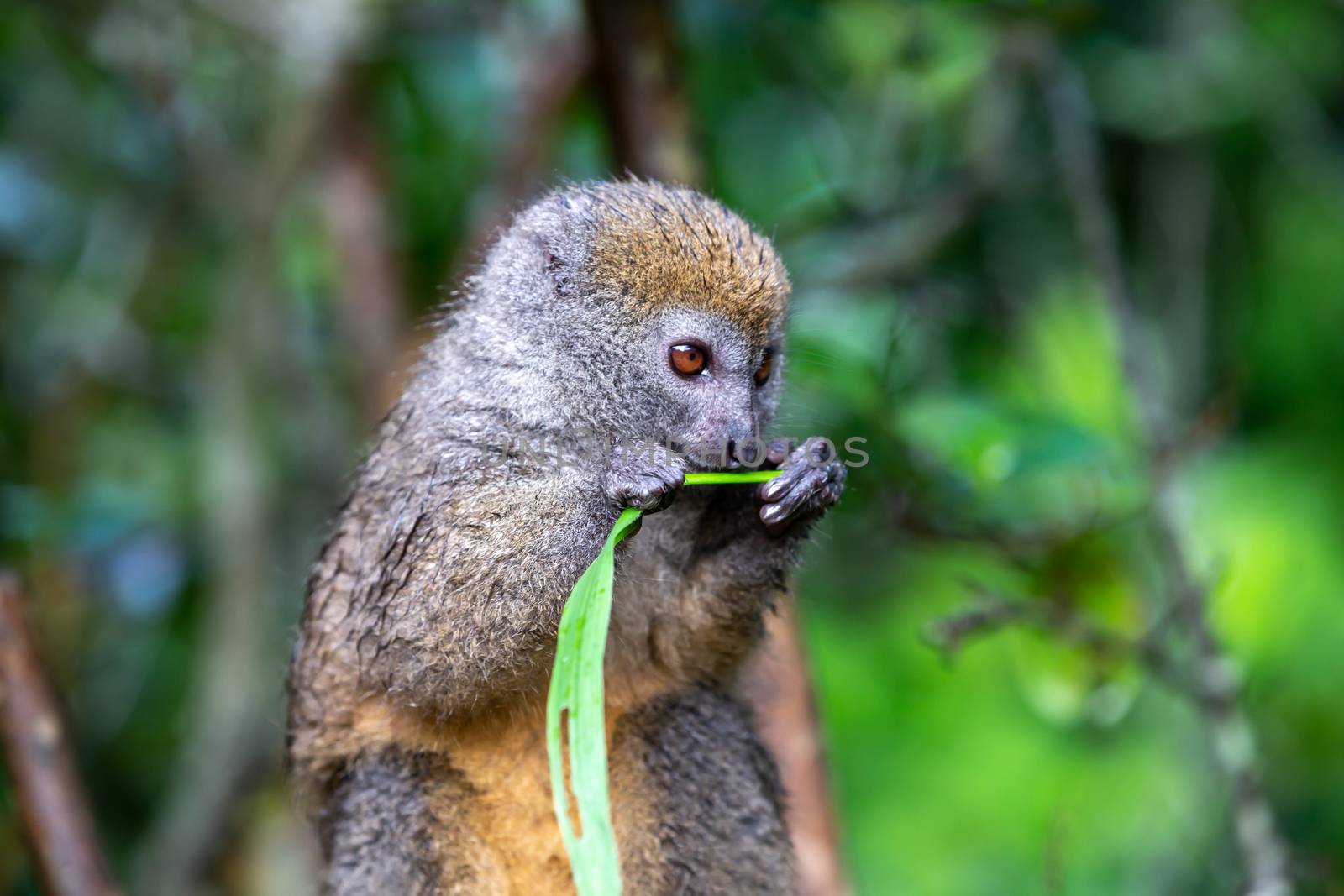 One bamboo lemur with a blade of grass on a branch