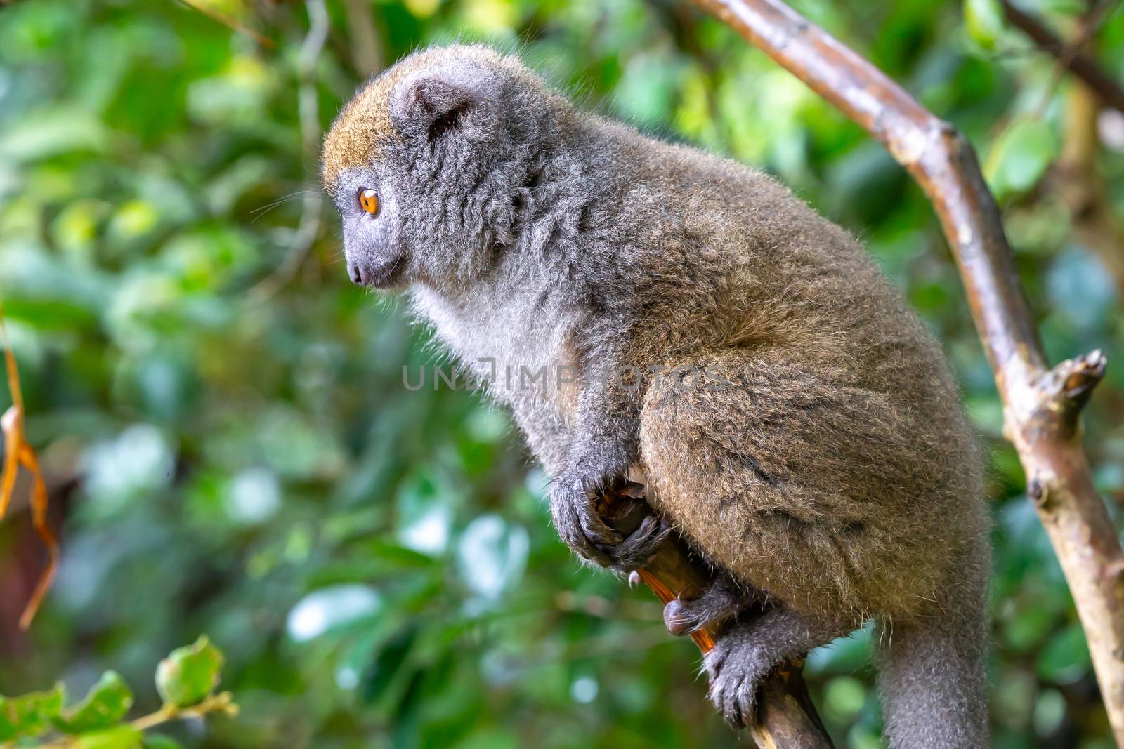 The Funny bamboo lemurs on a tree branch watch the visitors