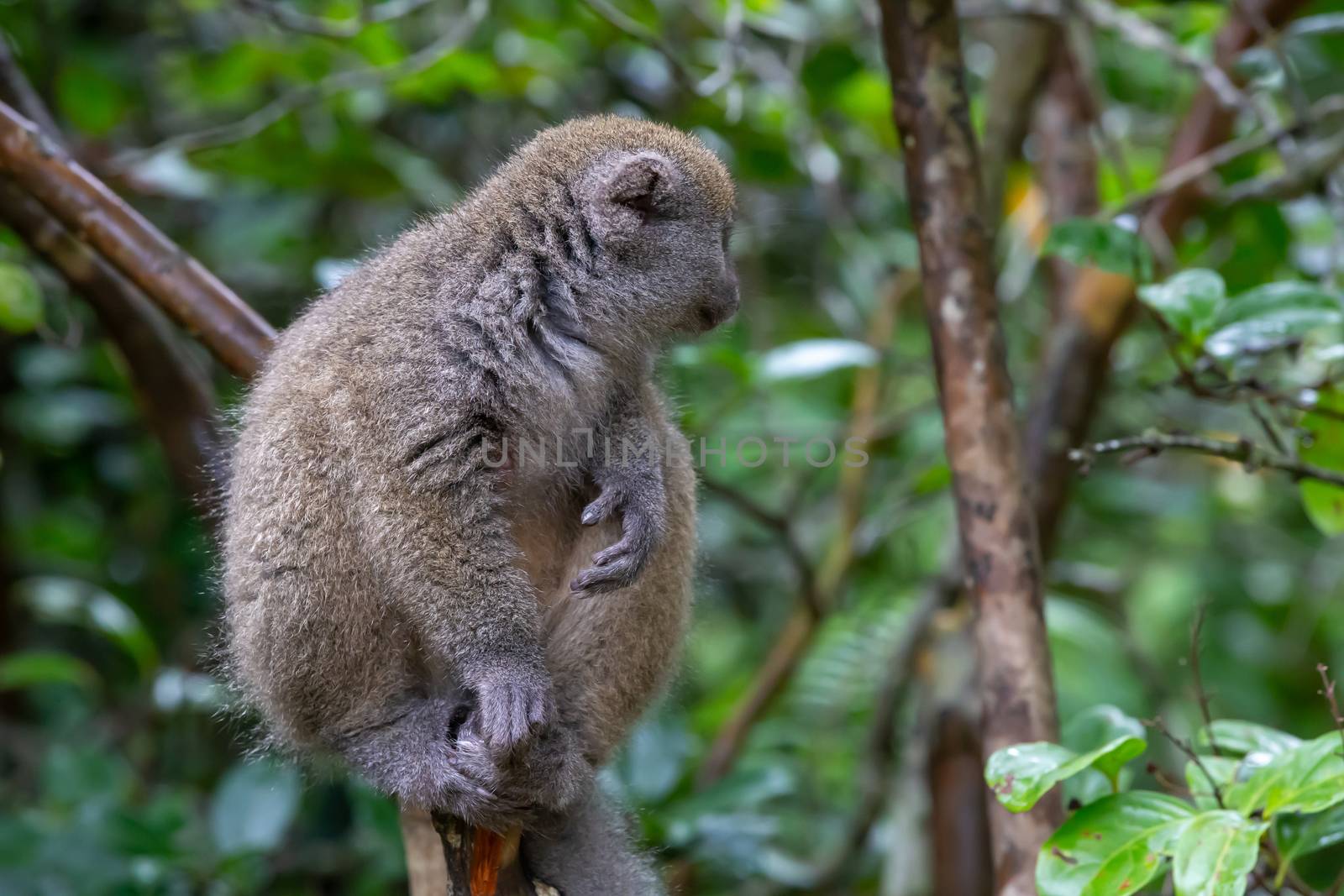 The Funny bamboo lemurs on a tree branch watch the visitors