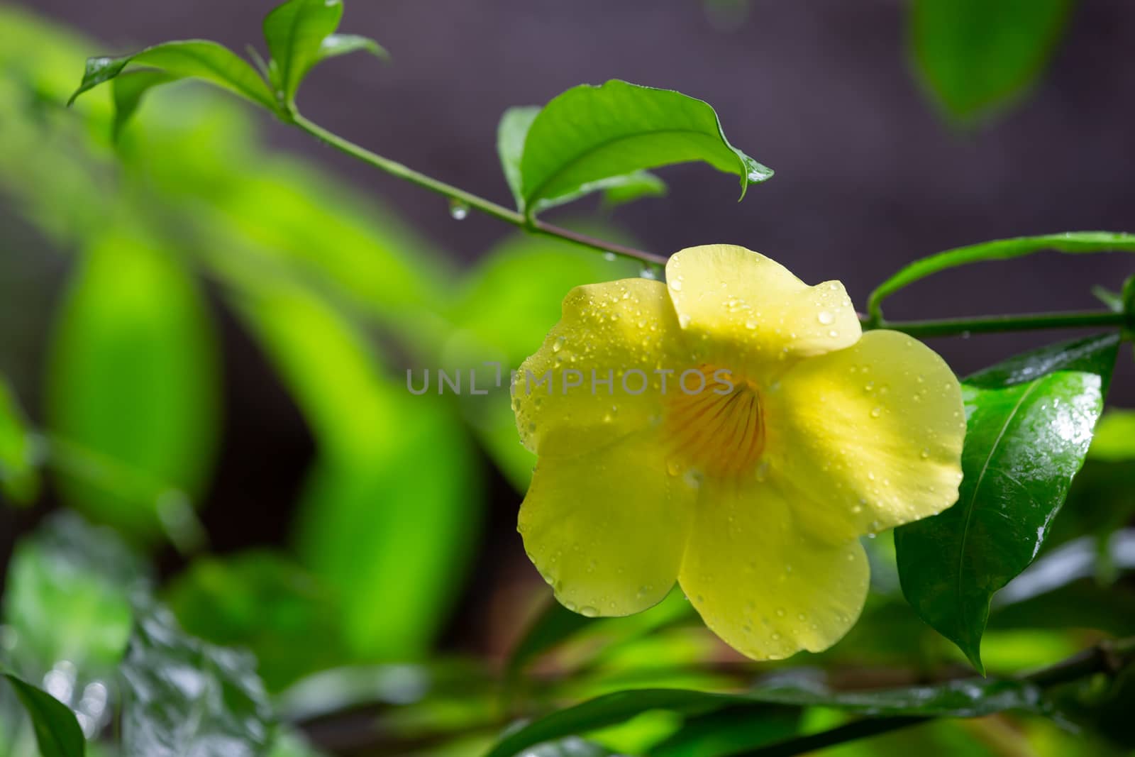 One yellow native flower of Madagascar with small raindrops