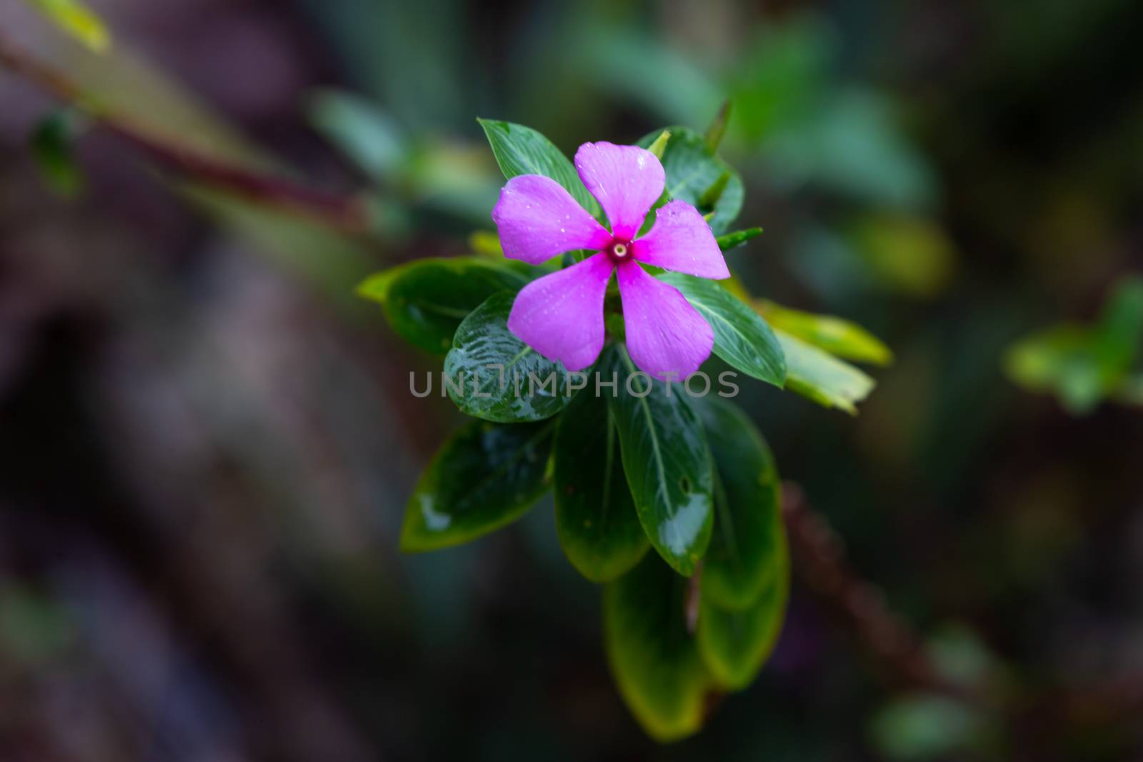 One purple native flower of the island of Madagascar