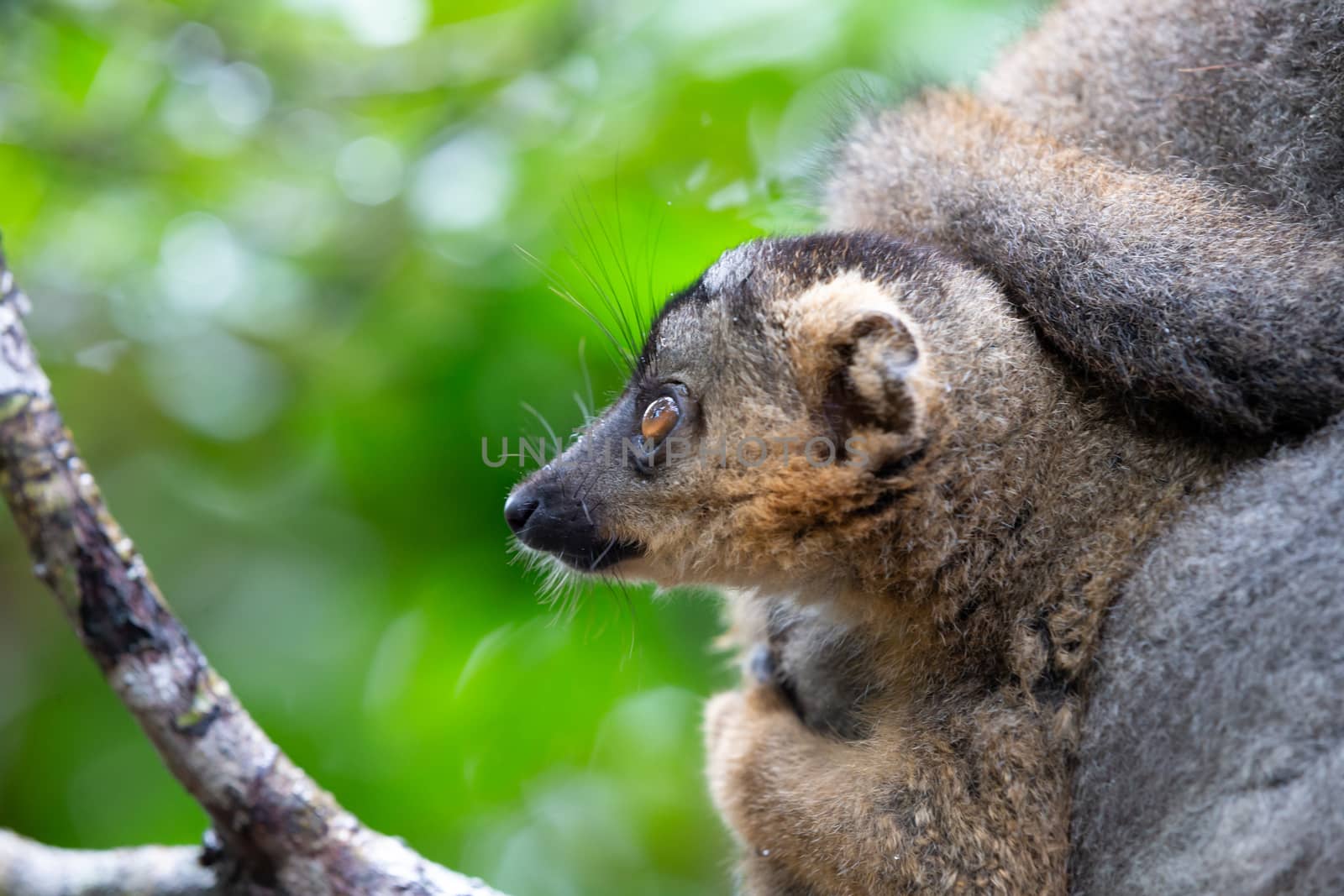 The portrait of a brown lemur in the rainforest of Madagascar
