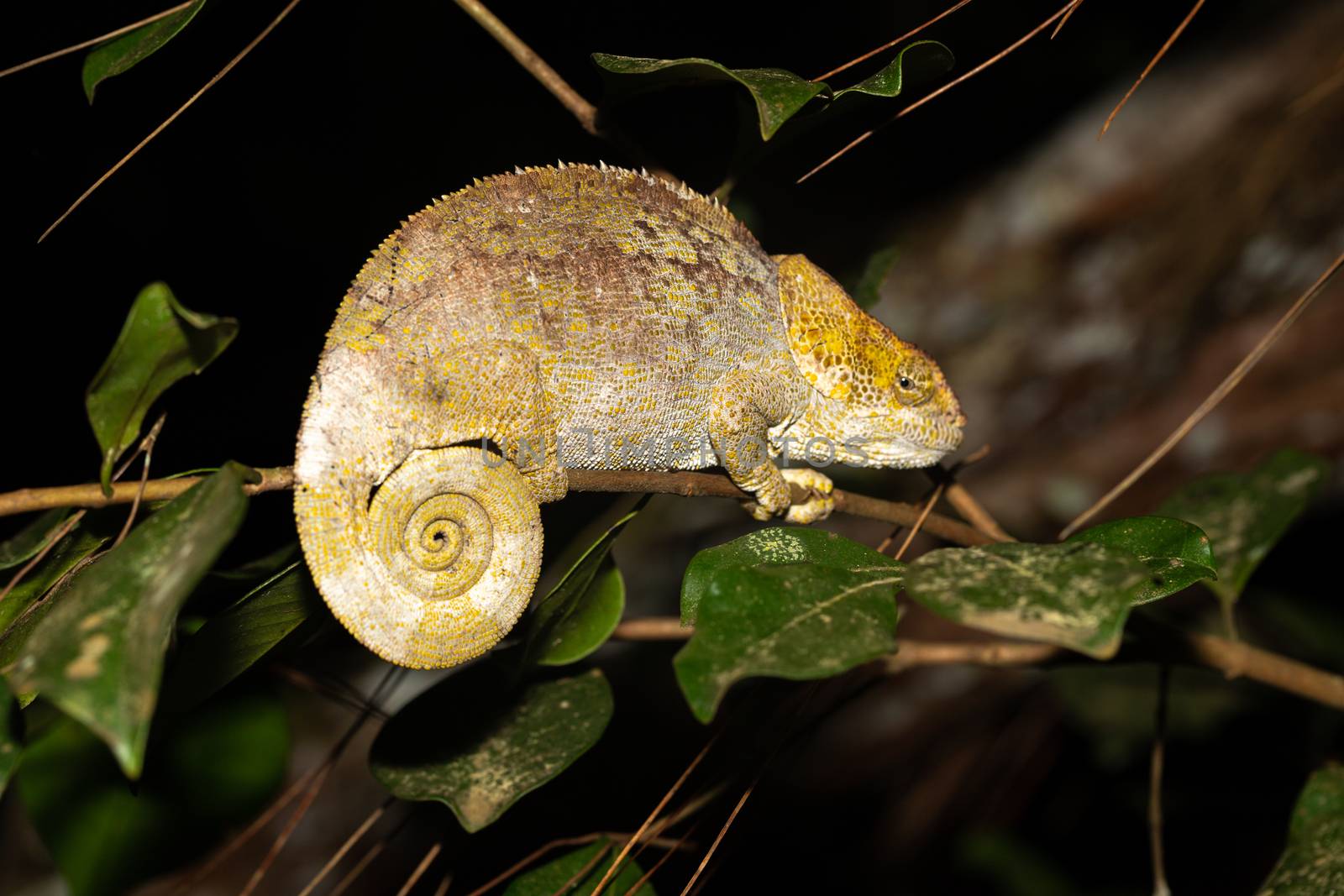 A chameleon on a branch in the rainforest of Madagascar by 25ehaag6