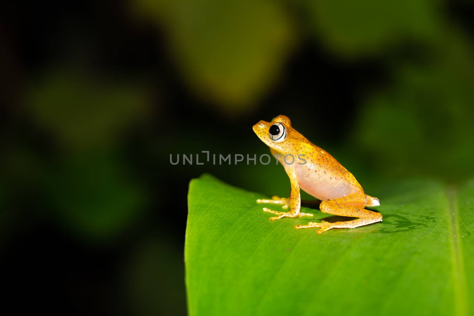 One orange little frog on a green leaf in Madagascar