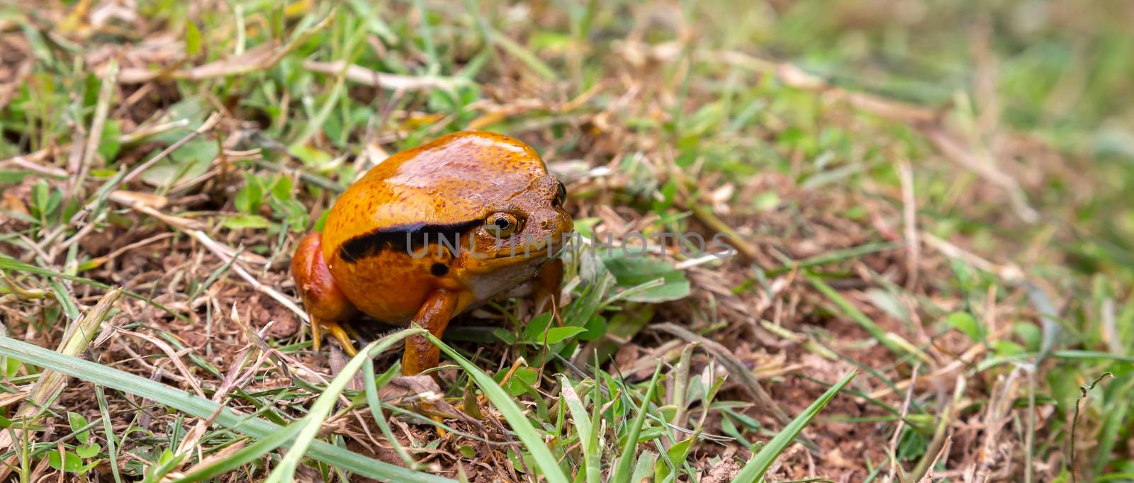 A large orange frog is sitting in the grass by 25ehaag6