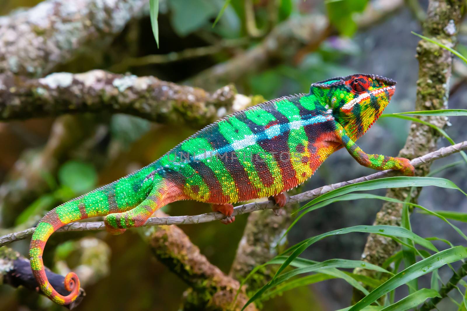 One chameleon moves along a branch in a rainforest in Madagascar