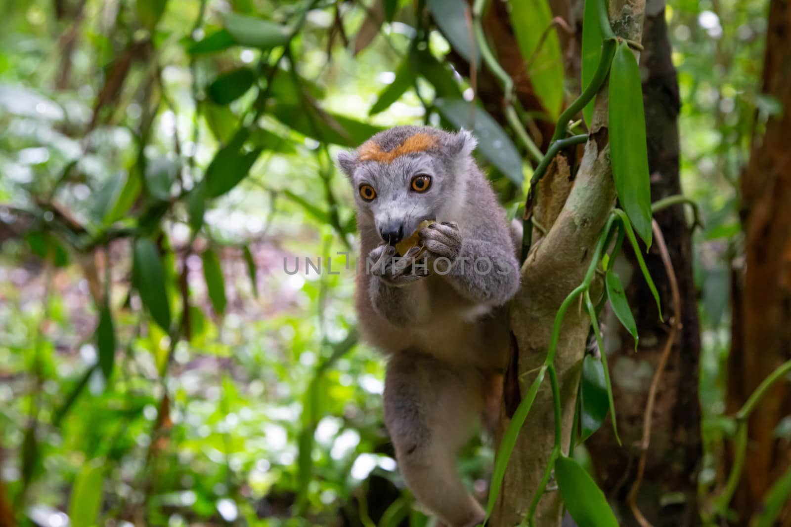 One crown lemur crawls on the branches of a tree