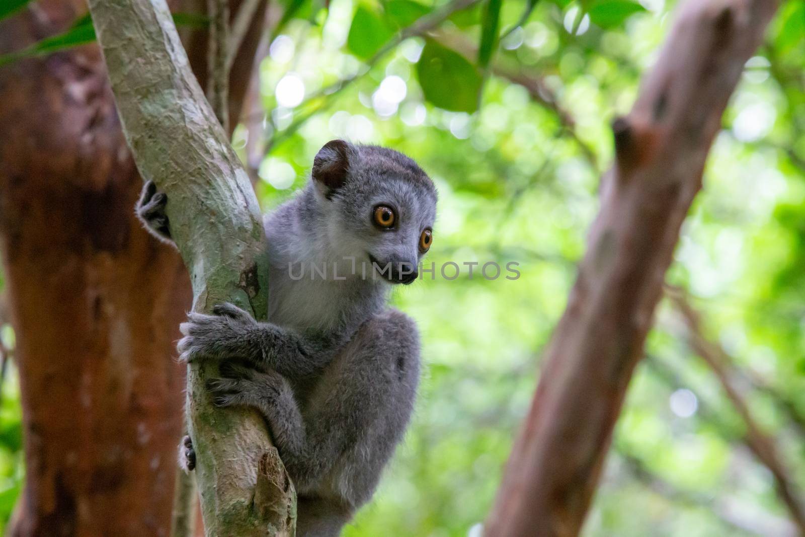 One crown lemur crawls on the branches of a tree