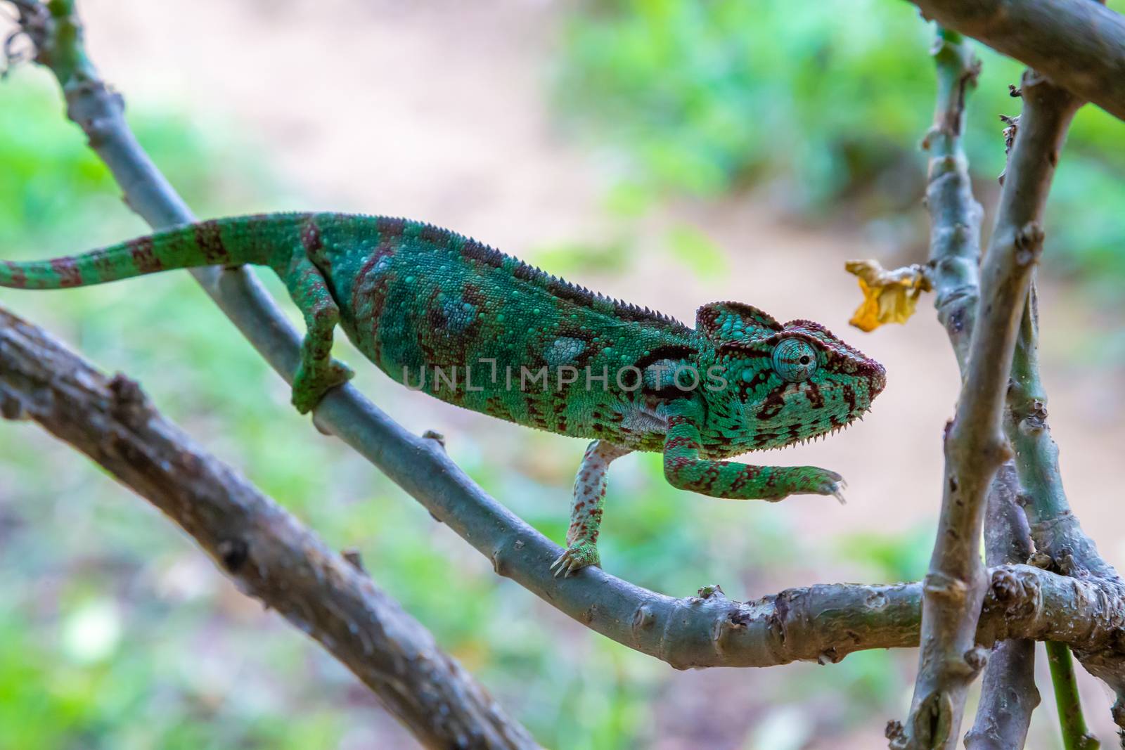 One chameleon moves along a branch in a rainforest in Madagascar