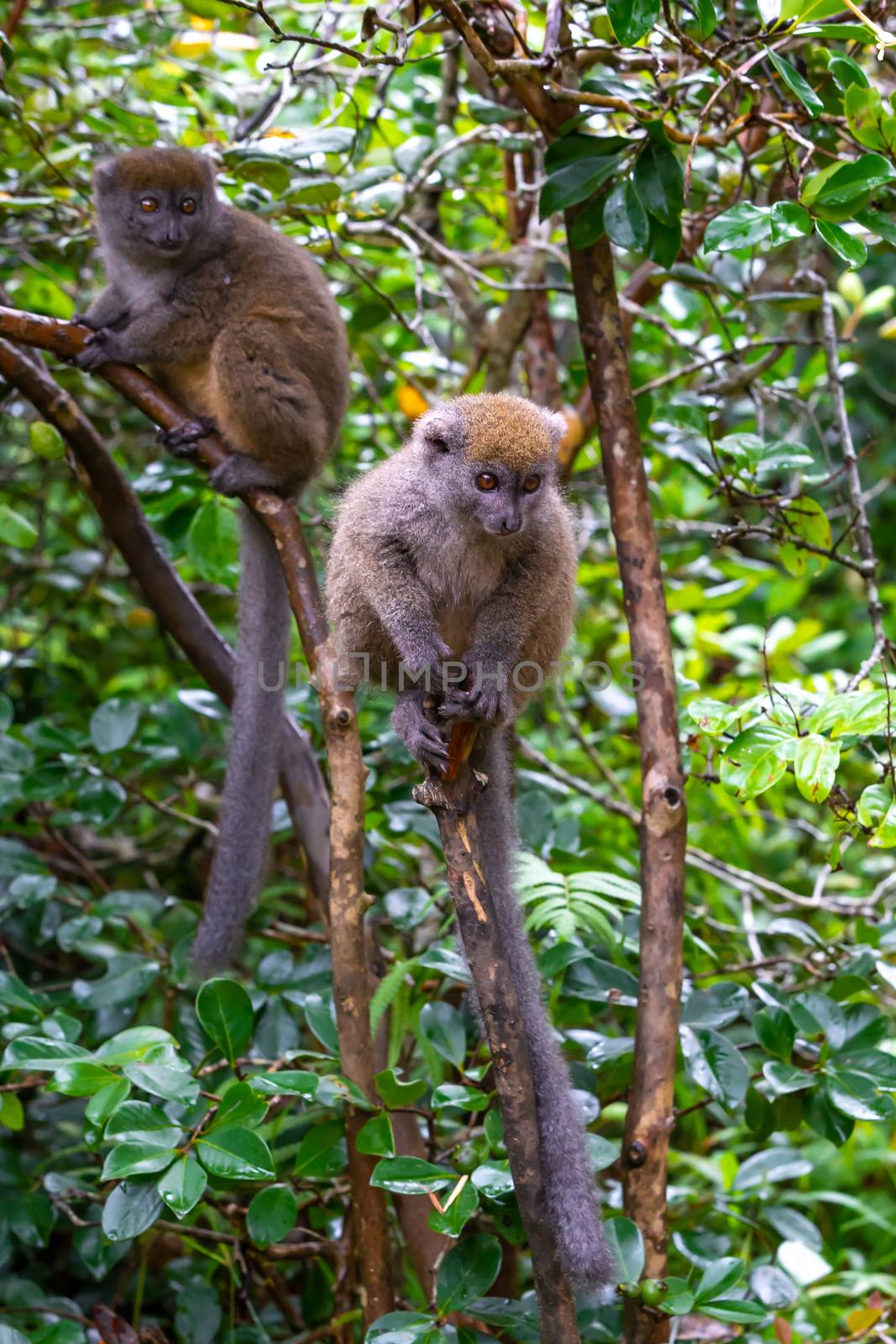 The Funny bamboo lemurs on a tree branch watch the visitors