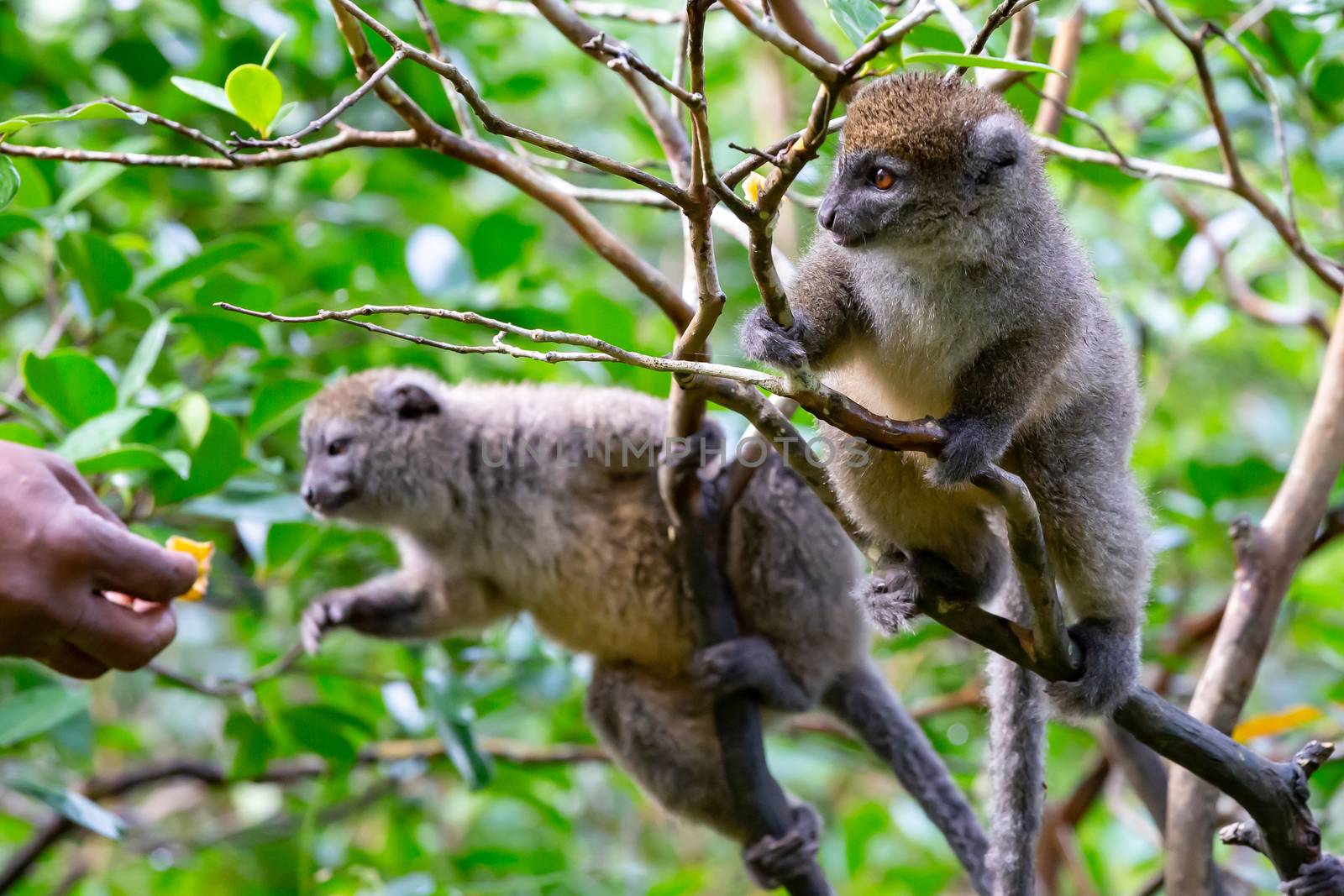 The Funny bamboo lemurs on a tree branch watch the visitors