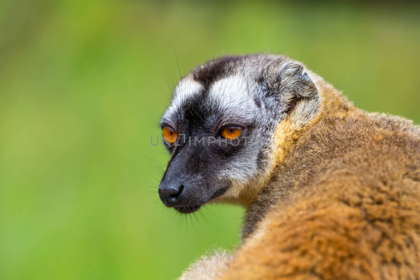 A Portrait of a brown maki, a close up of a funny lemur