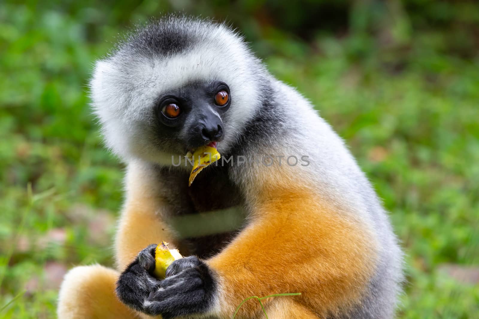 One diademed sifaka in its natural environment in the rainforest on the island of Madagascar