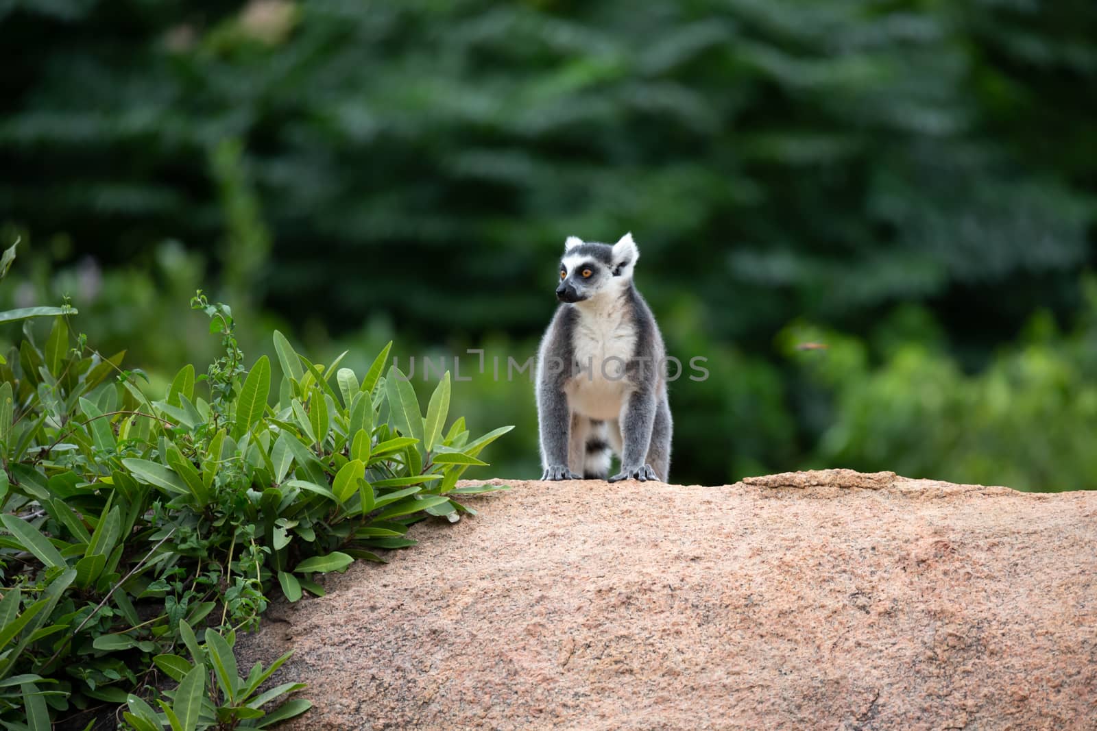 One ring-tailed lemur on a large stone rock