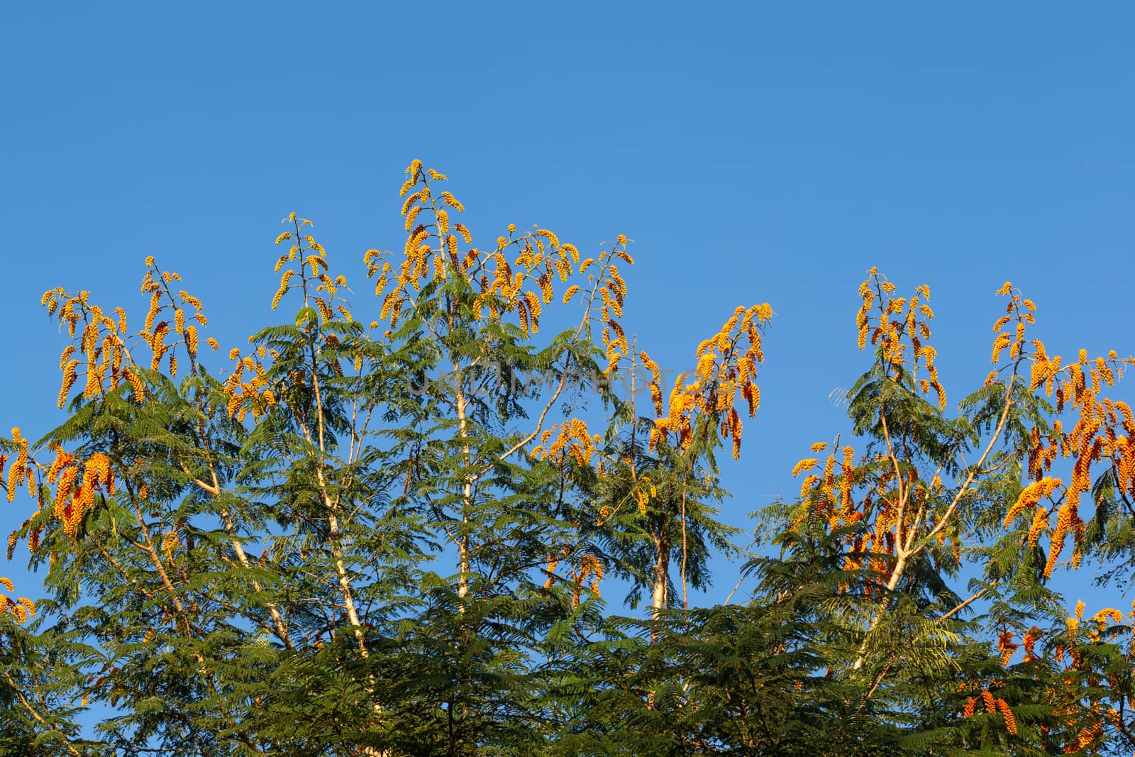 A tree with orange flowers and a blue sky in the background by 25ehaag6