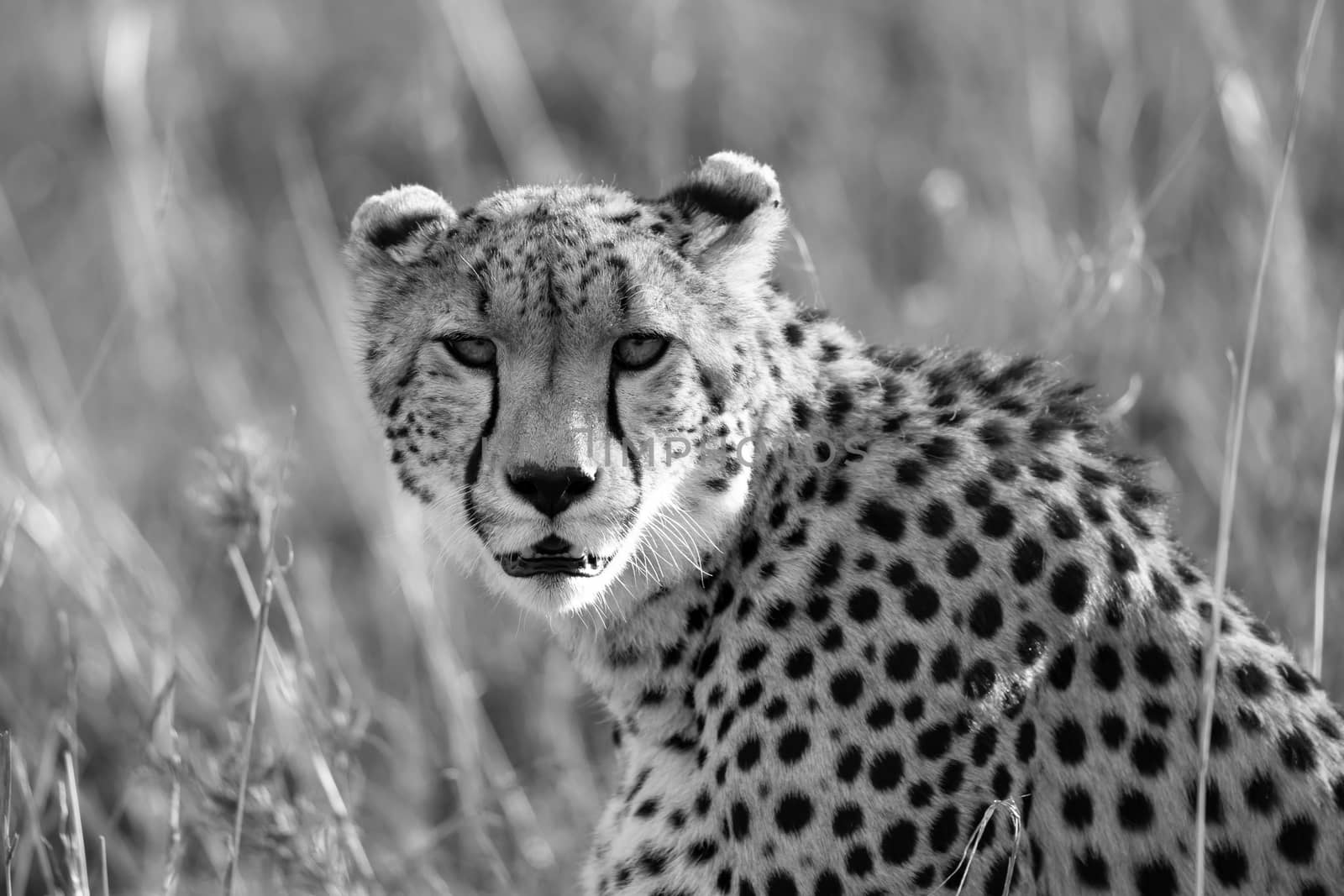 Close up of a cheetah between the grass by 25ehaag6