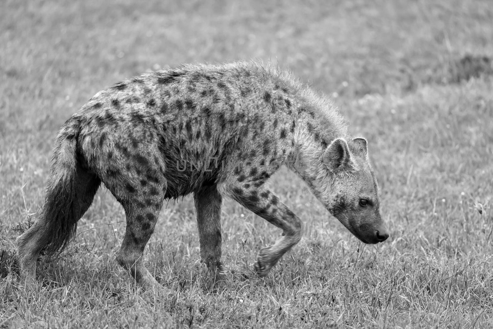 One hyena walks in the savanna in search of food