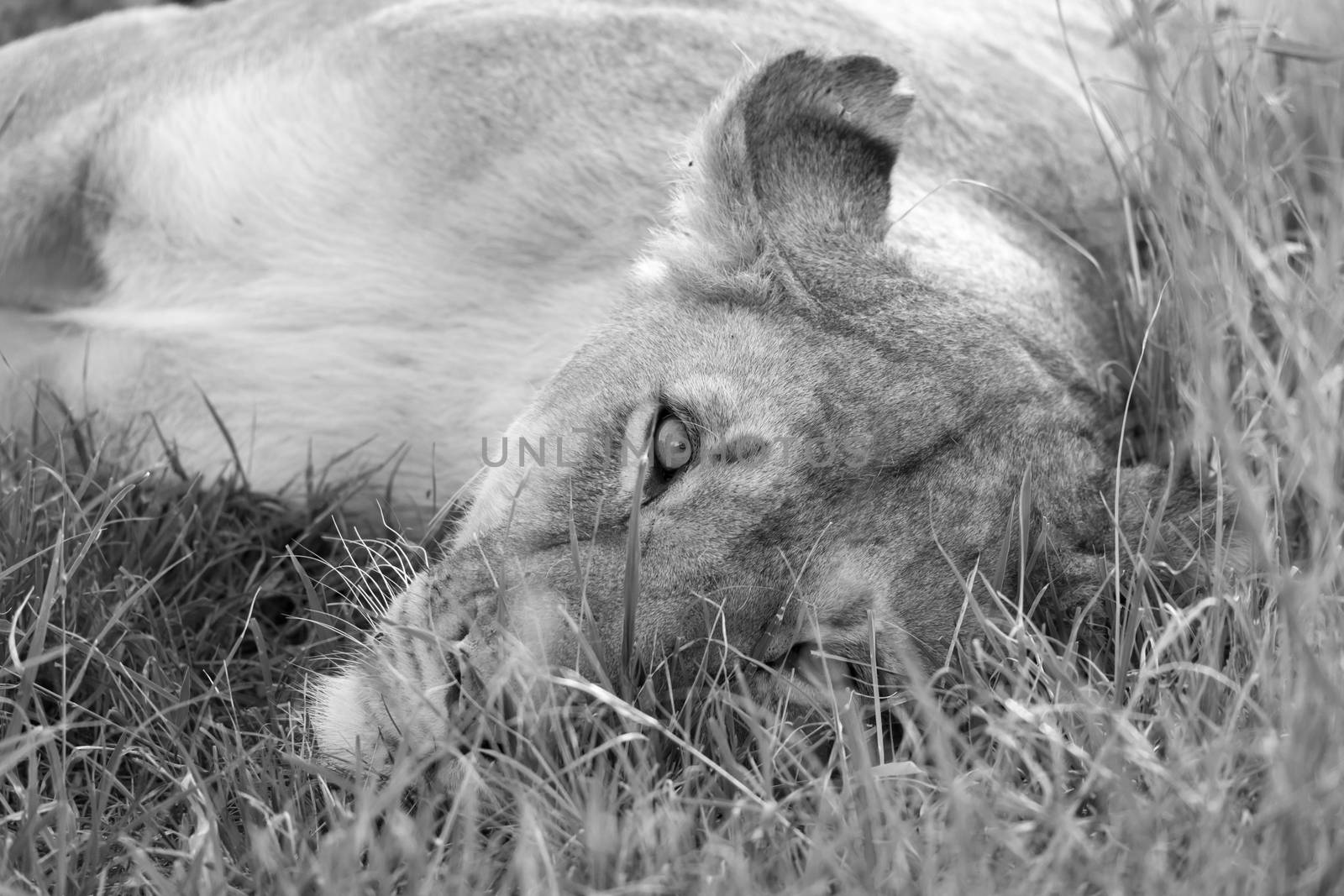 A closeup of a lioness trying to rest in the grass by 25ehaag6