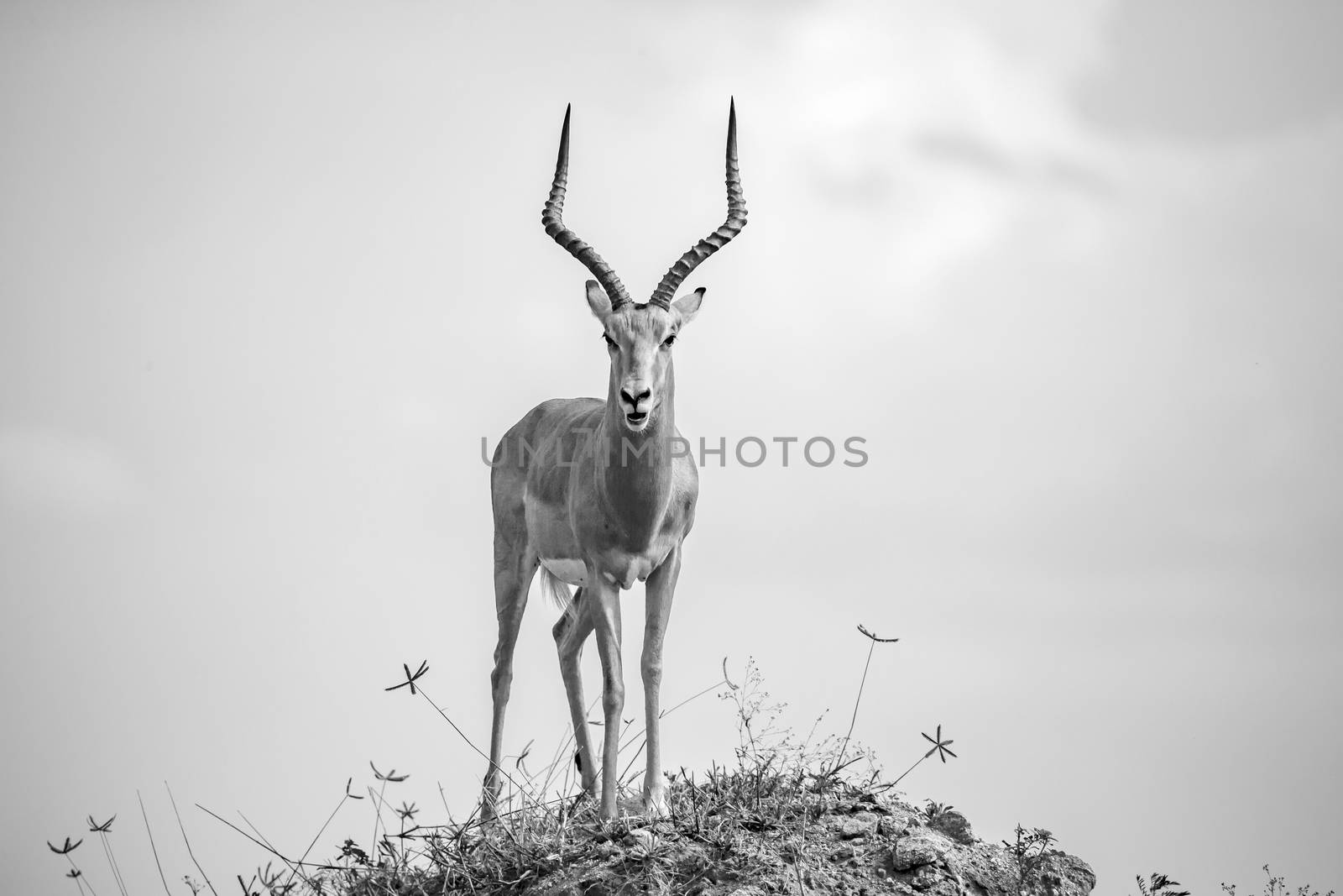 One beautiful antelope with big horns is standing on a hill