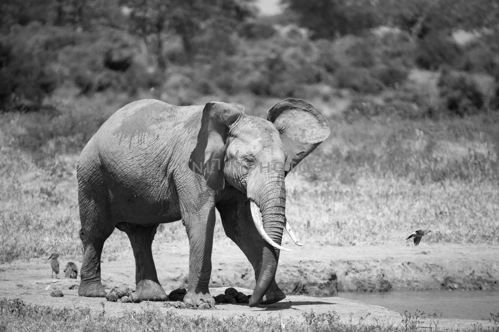 Elephants in the savannah near a water hole comes to drink