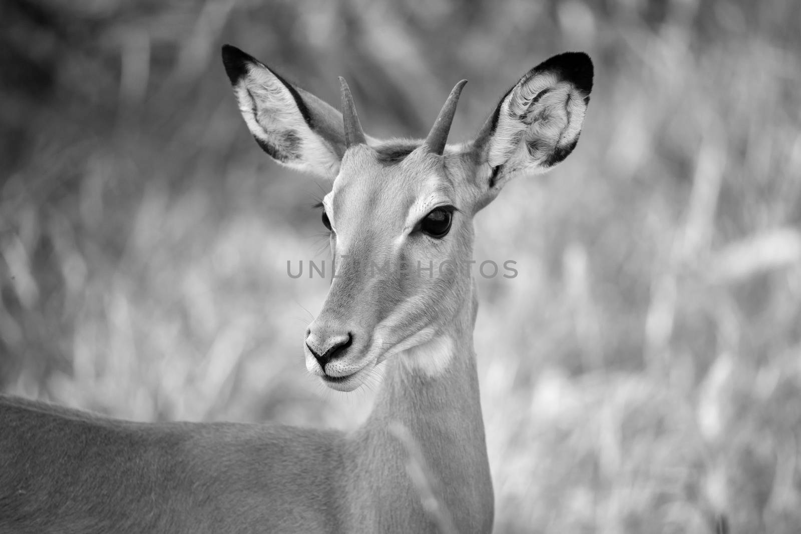 One antelope is standing beween the plants in the savannah