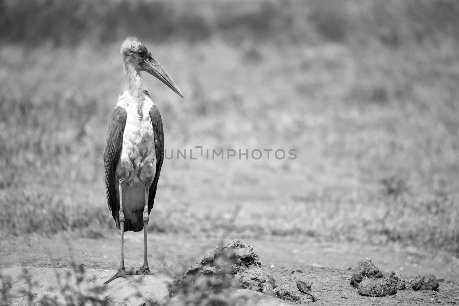 One marabou bird in the savanna with red soil