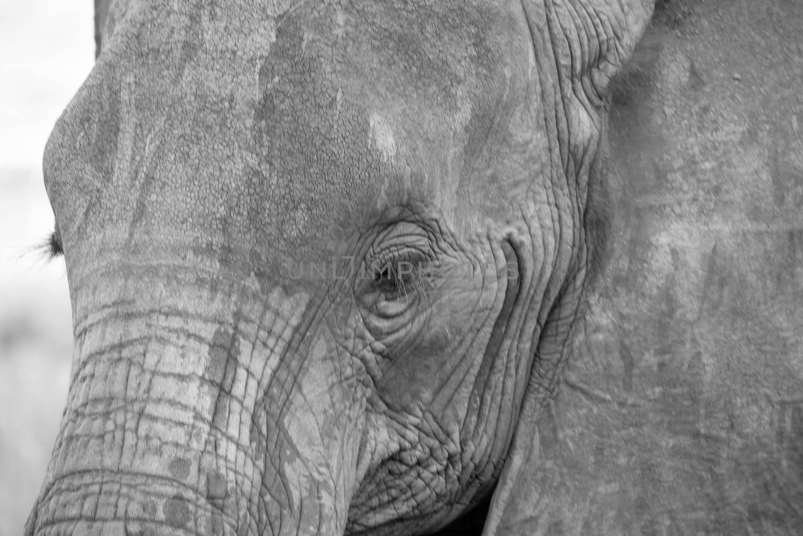 A face of a red elephant taken up close