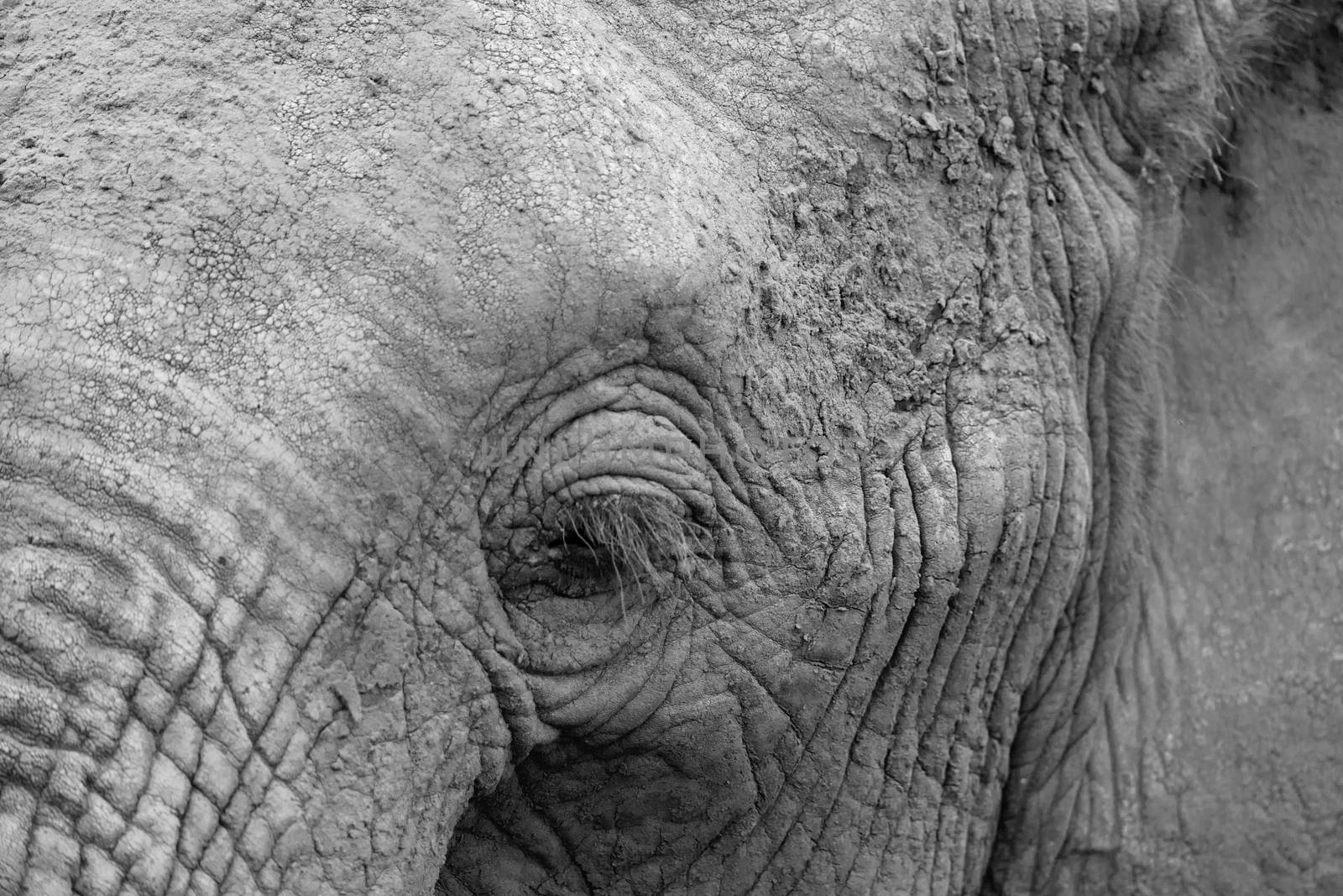 A close-up of the face of a big elephant