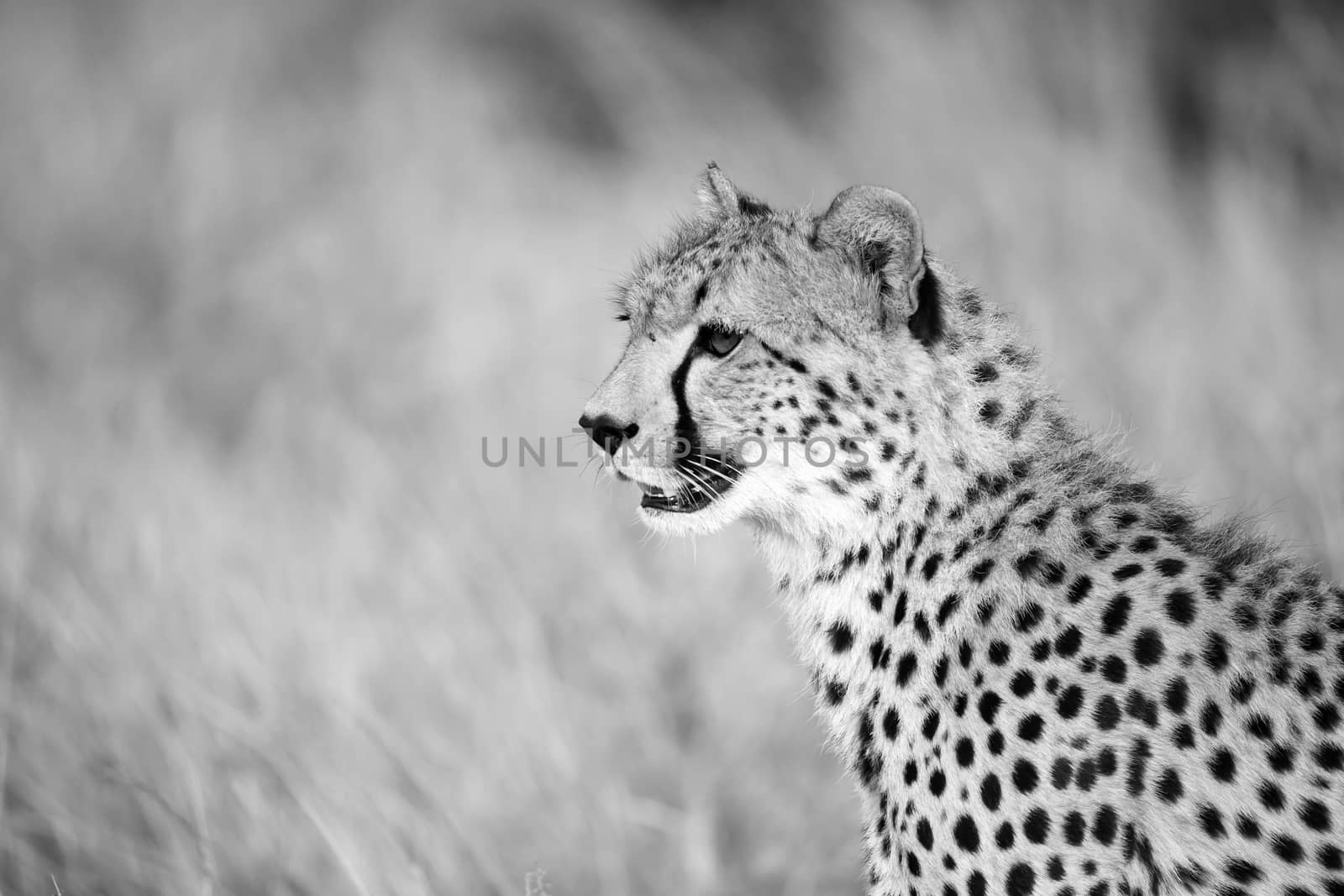 Close up of one cheetah between the grass