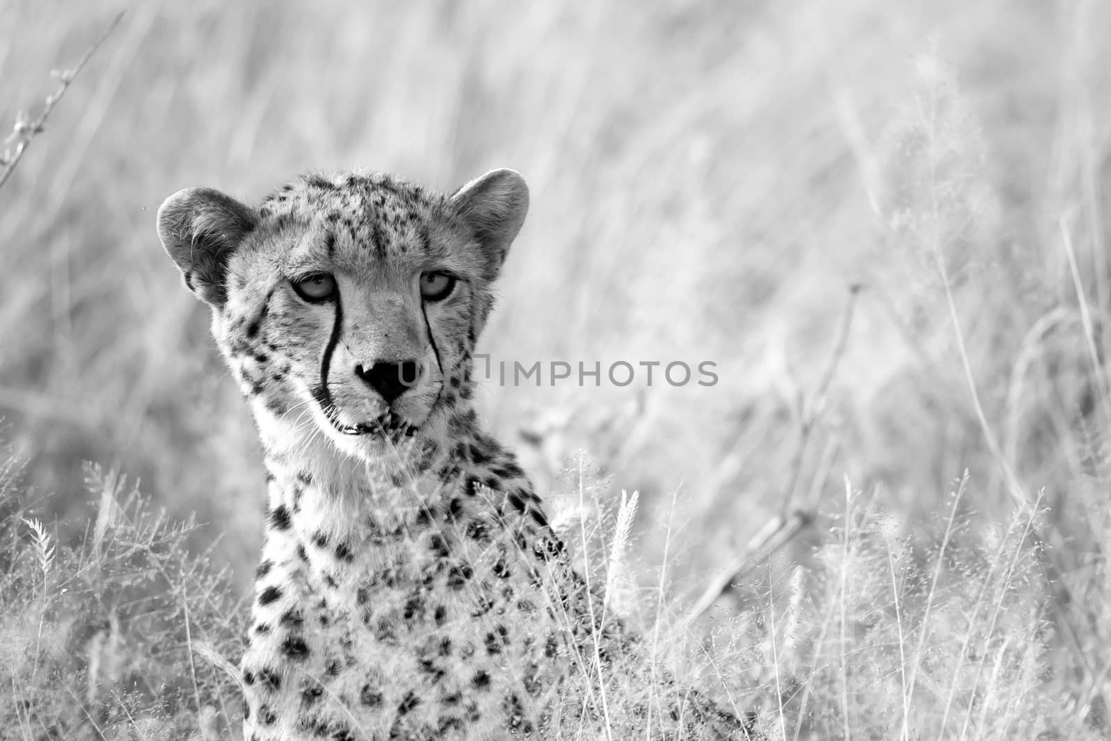 One portrait of a cheetah in the grass landscape