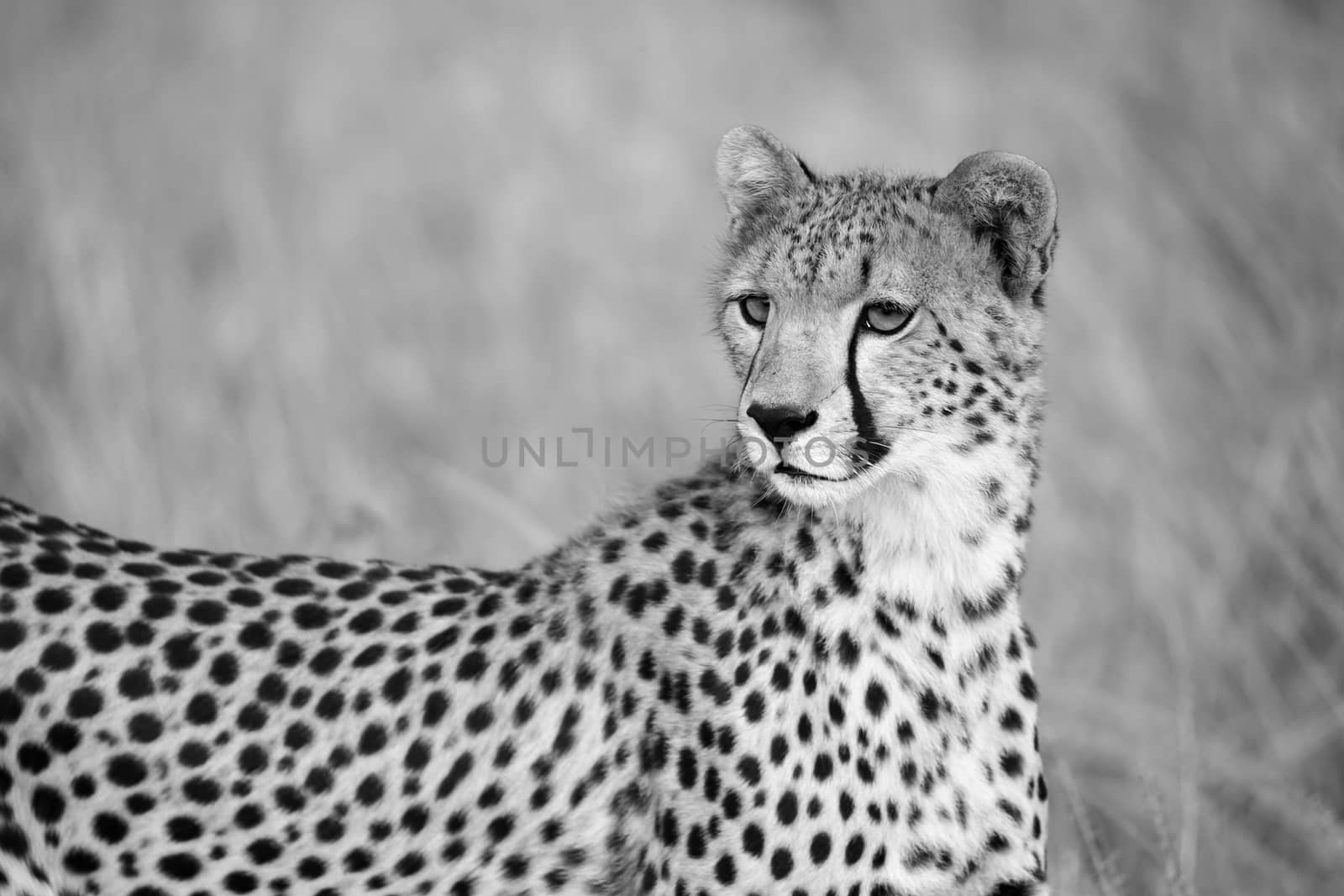 One portrait of a cheetah in the grass landscape