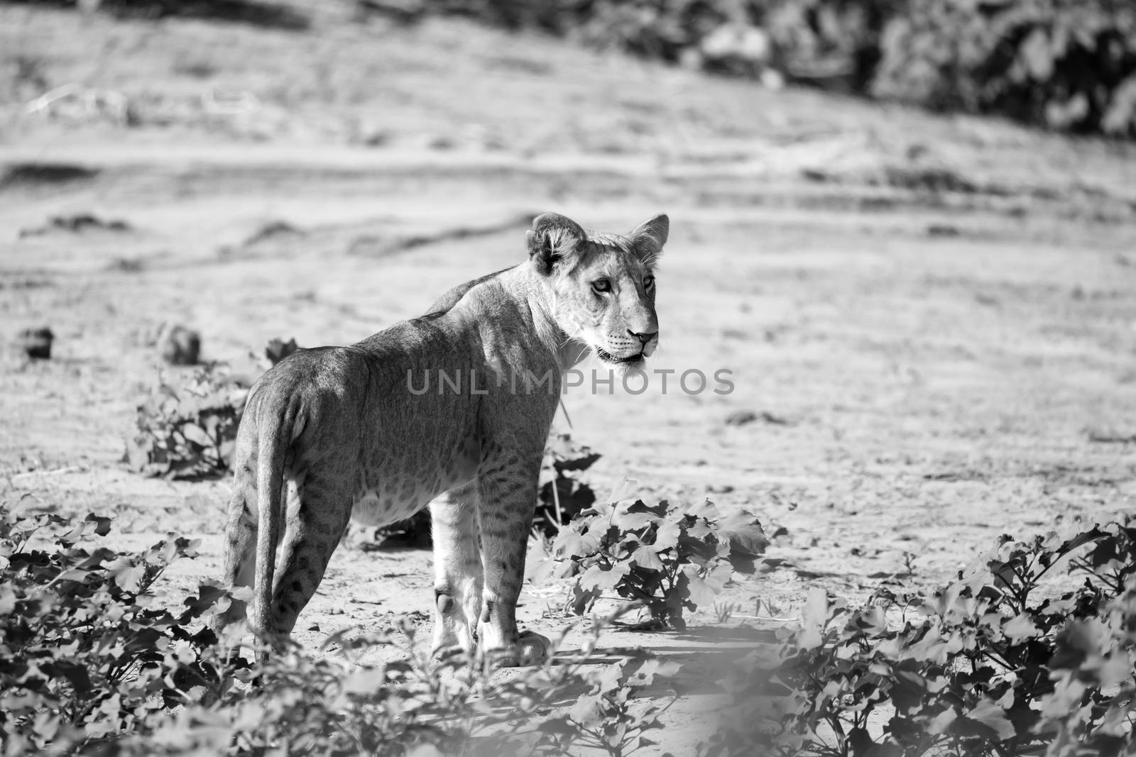 One lion walks through the savannah in Kenya