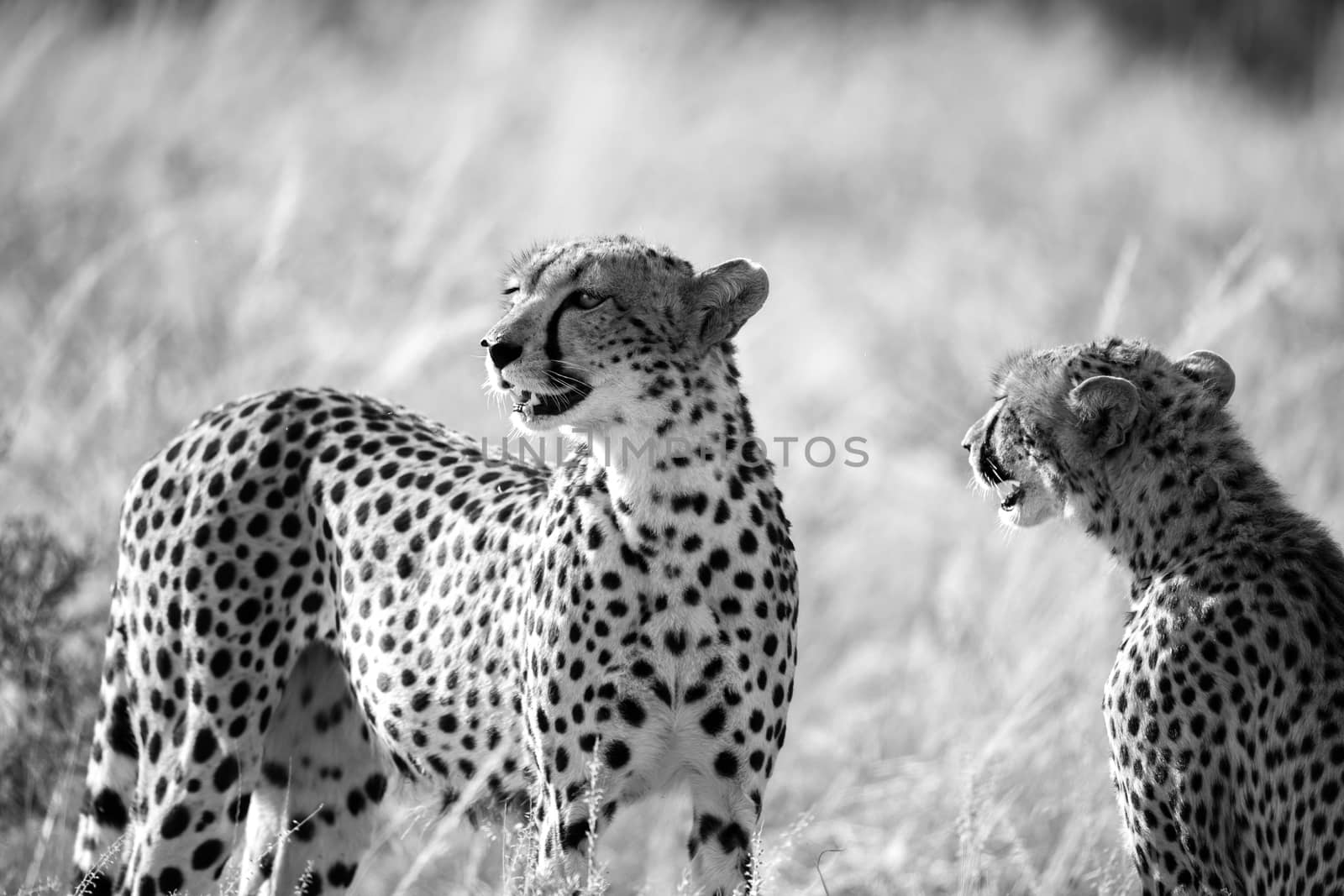 One cheetah couple sits in the grass and looks into the distance