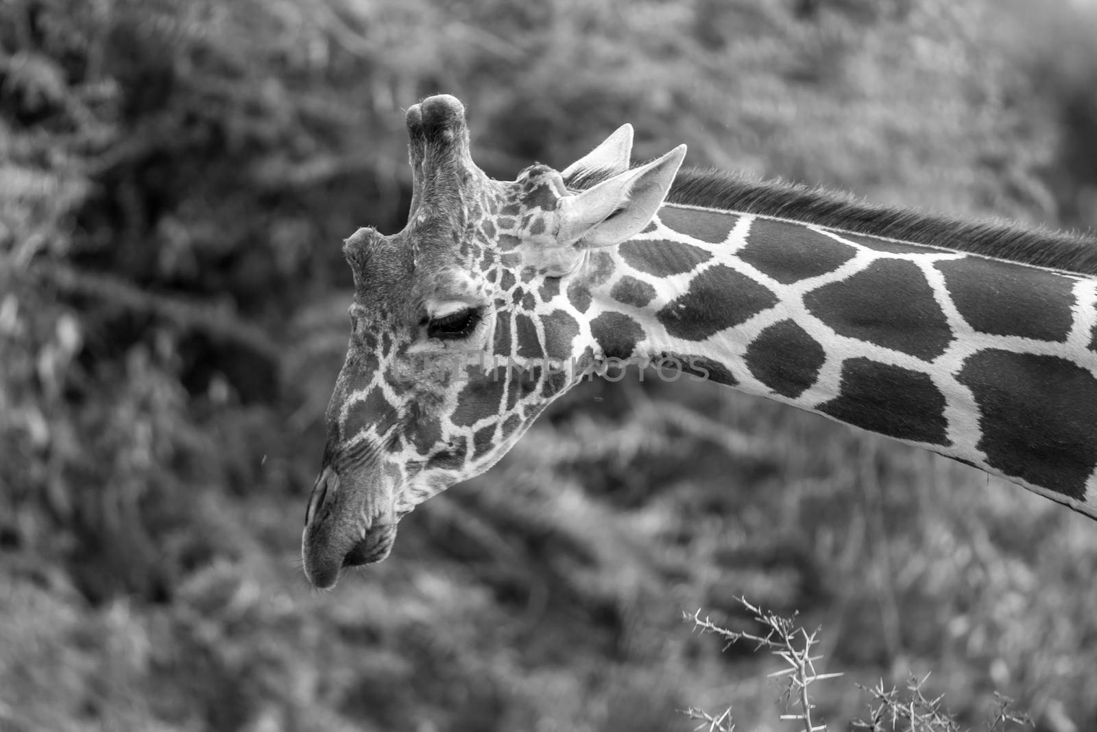 The face of a giraffe in close-up by 25ehaag6