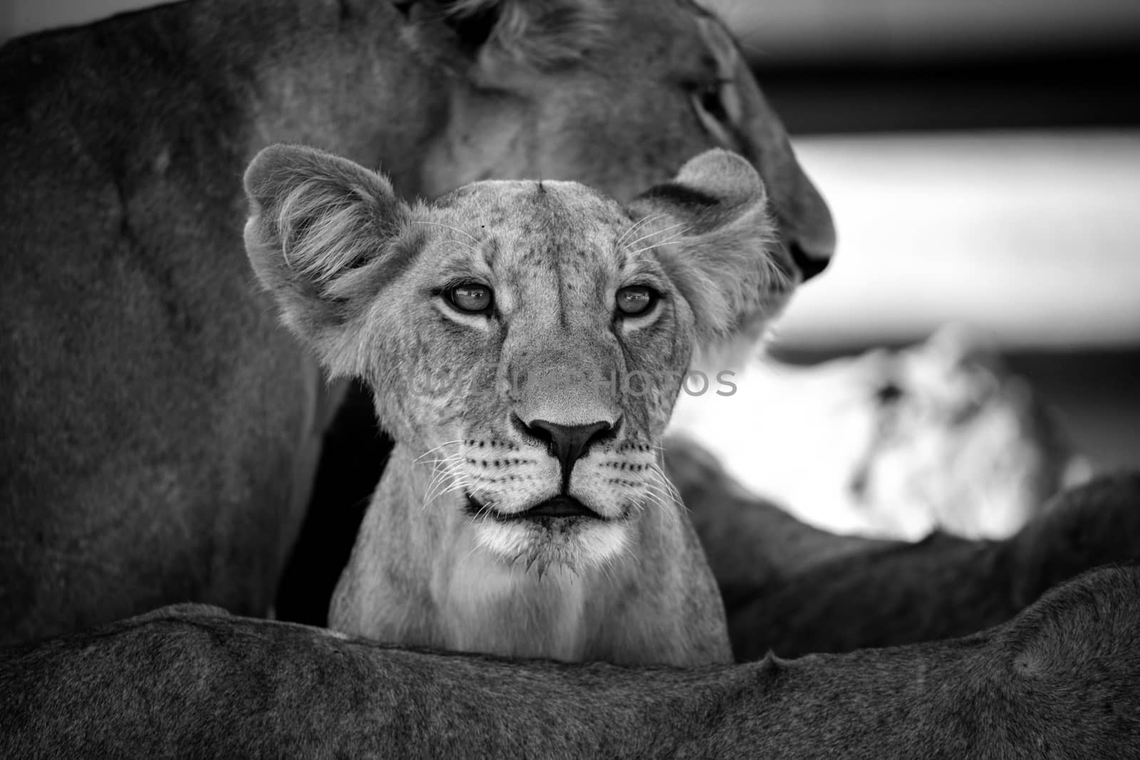 A mall lion is between his mothers legs and watching for somethings