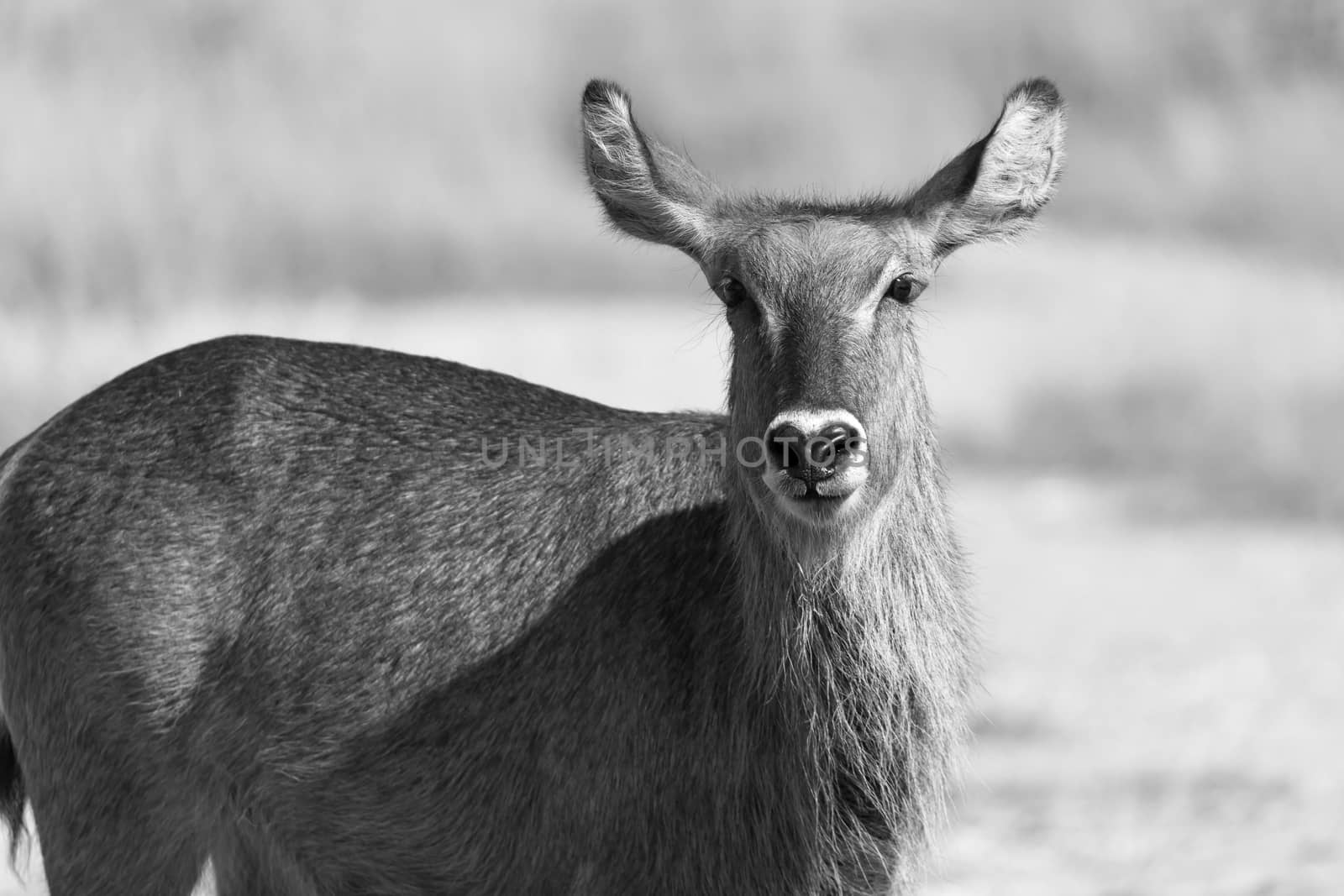 An antelope in the middle of the savannah of Kenya