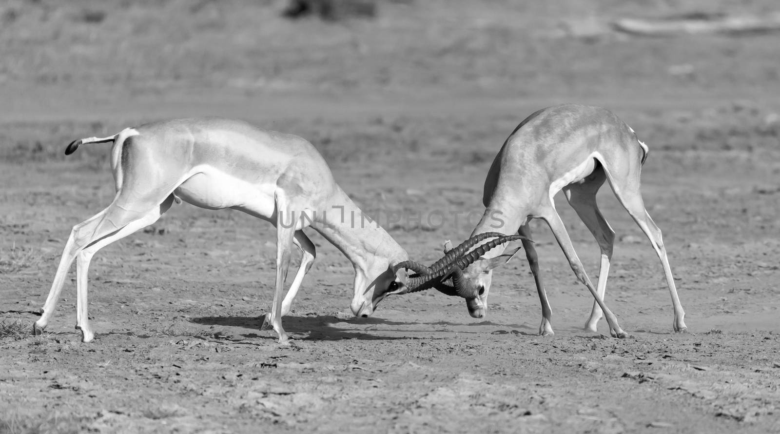 The battle of two Grant Gazelles in the savannah of Kenya