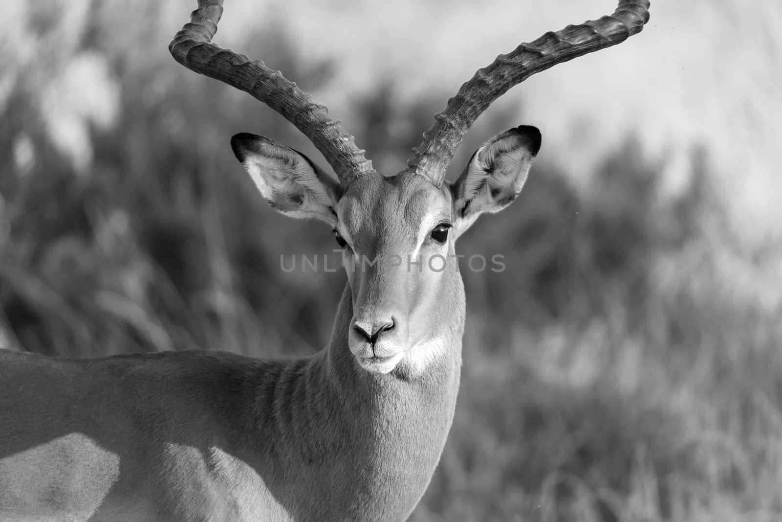 The portrait of an Impala antelope in the savannah of Kenya