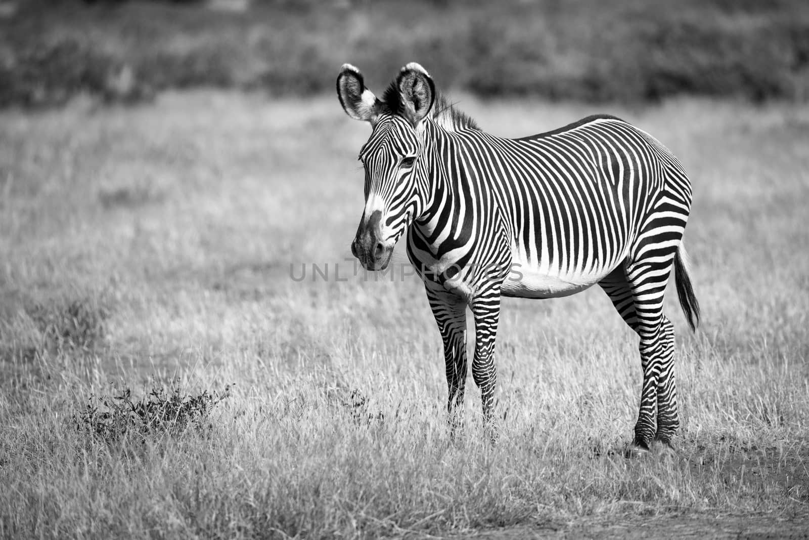 A grevy zebra in Samburu is standing in the grassland in the savannah