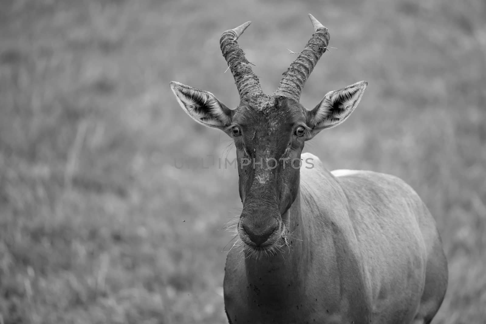 A Topi antelope in the grassland of Kenya's savannah