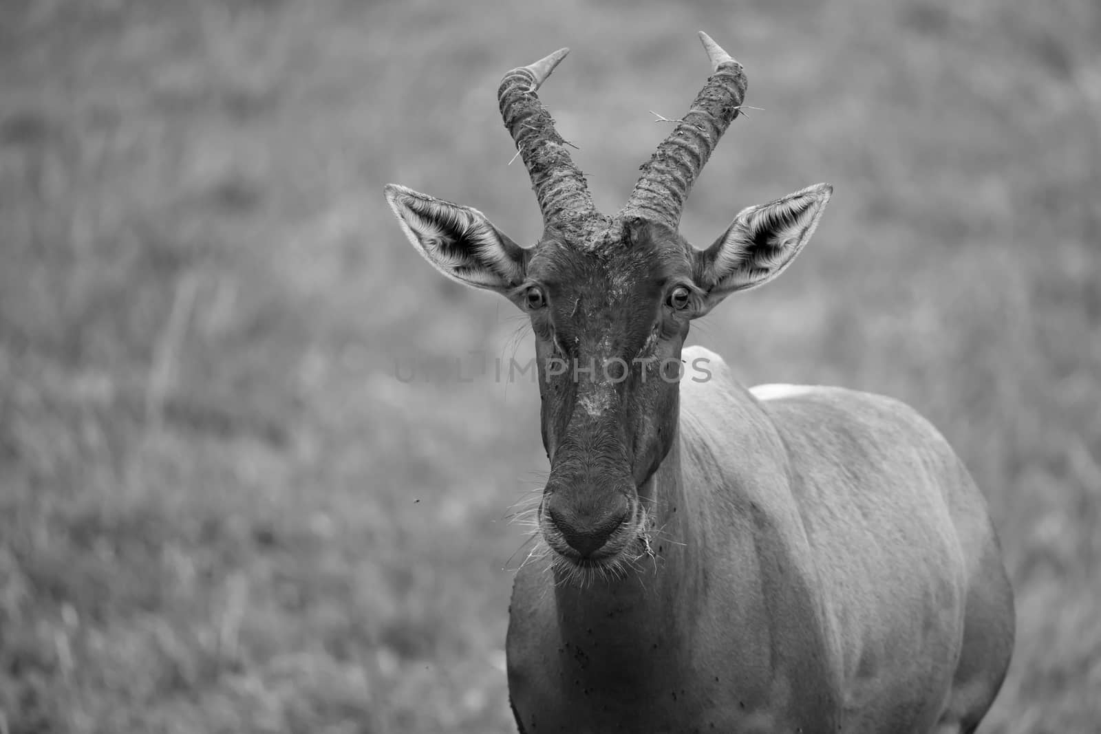 Topi antelope in the grassland of Kenya's savannah by 25ehaag6