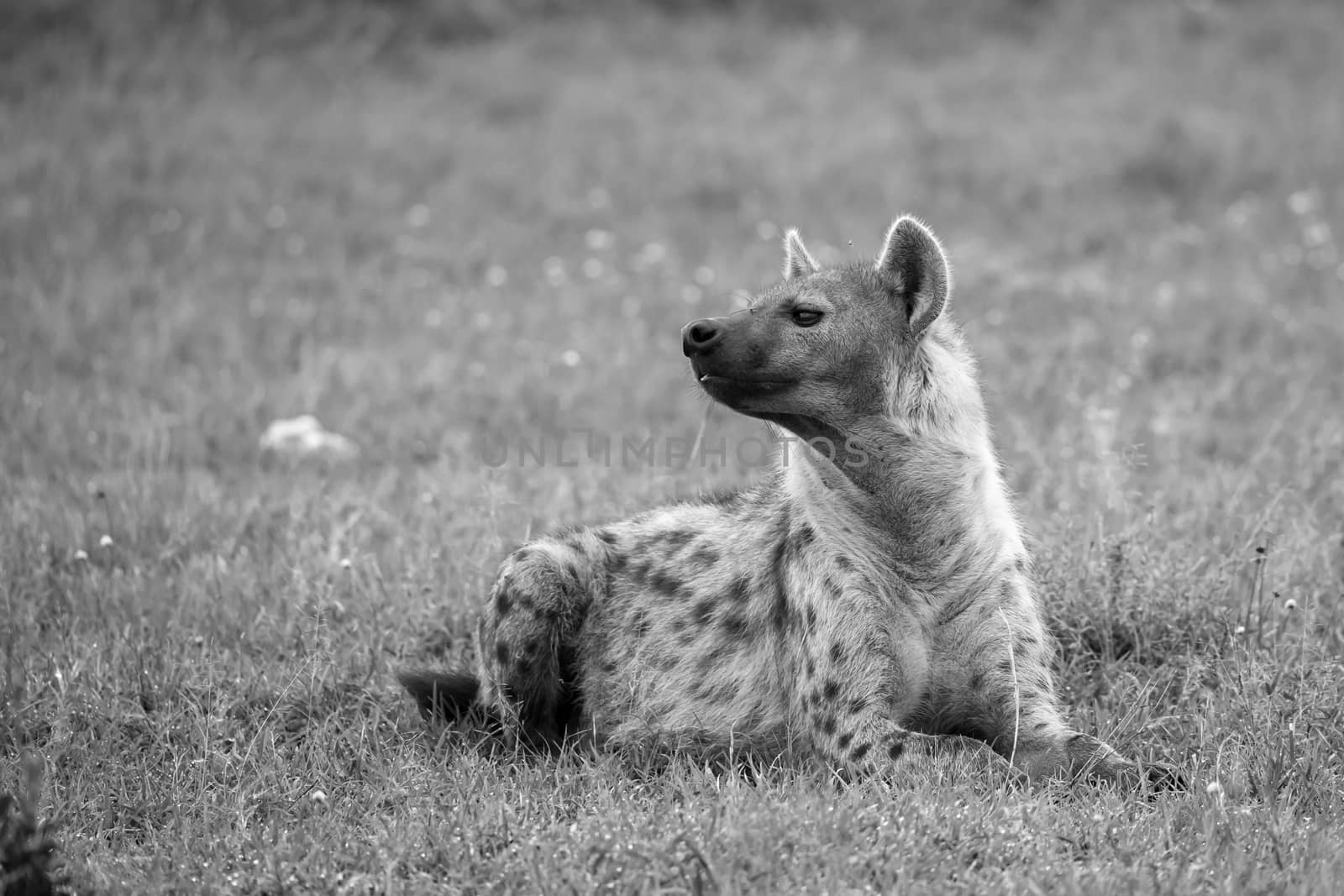 The hyena is lying in the grass in the savannah in Kenya