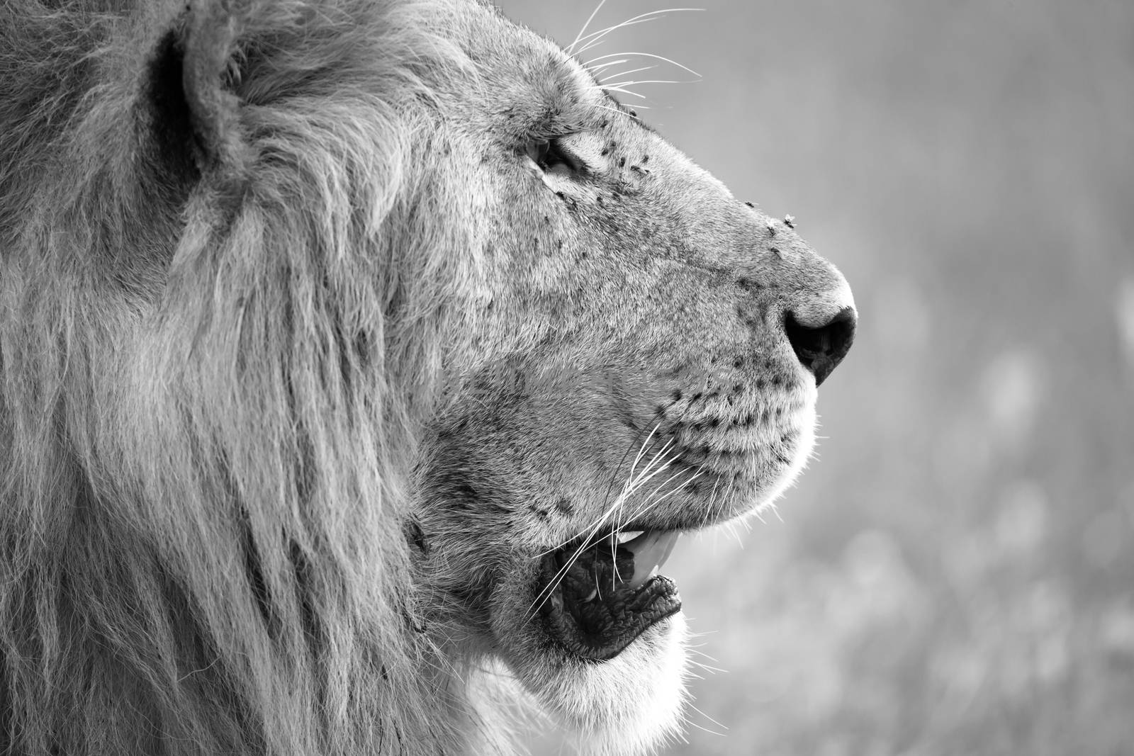 The close-up of the face of a lion in the savannah of Kenya