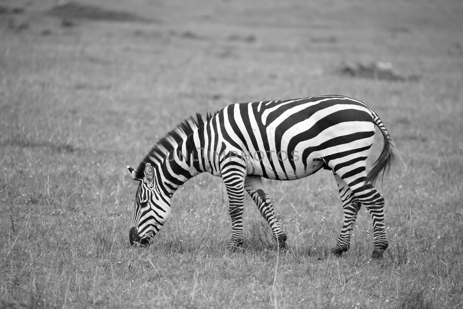 Some zebras run and graze in the savannah