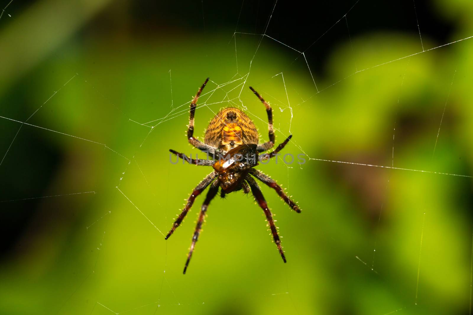 A spider in its web in the rainforest by 25ehaag6