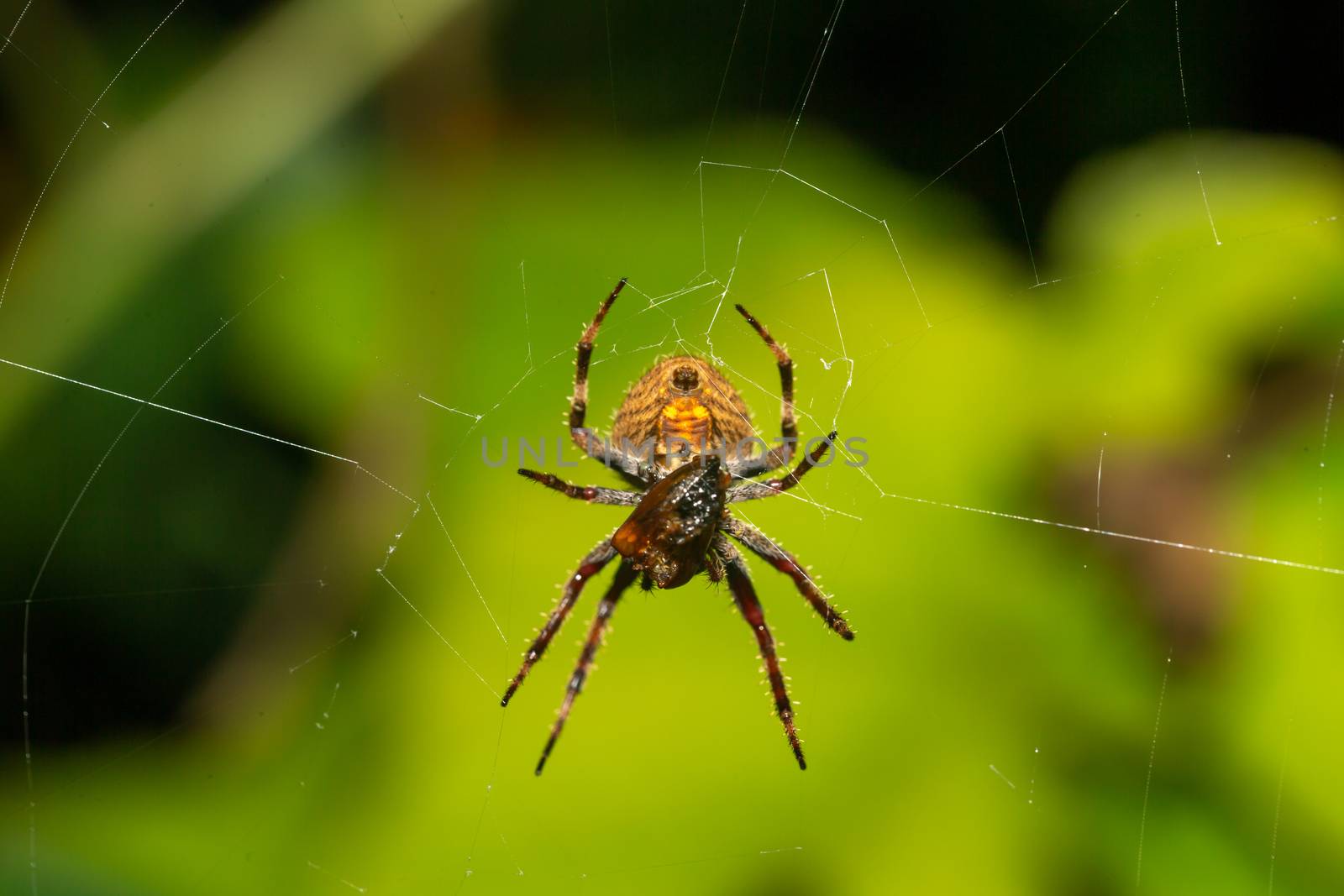 A spider in its web in the rainforest