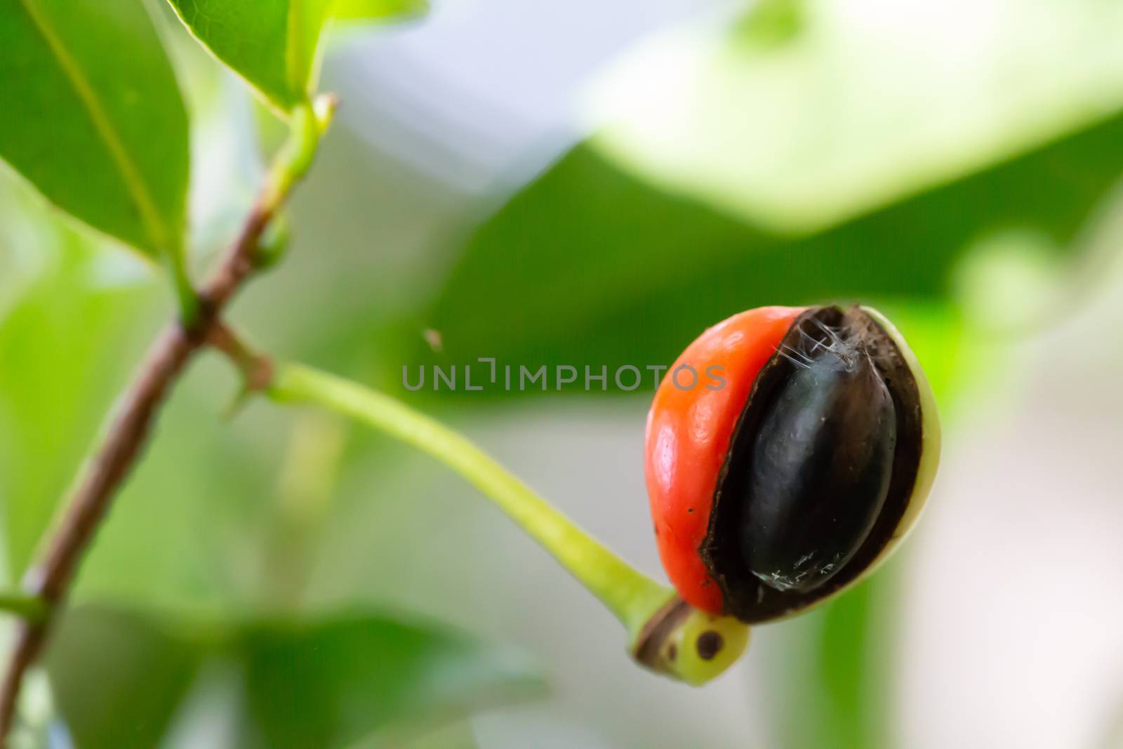 One coffee plant with a bean on it