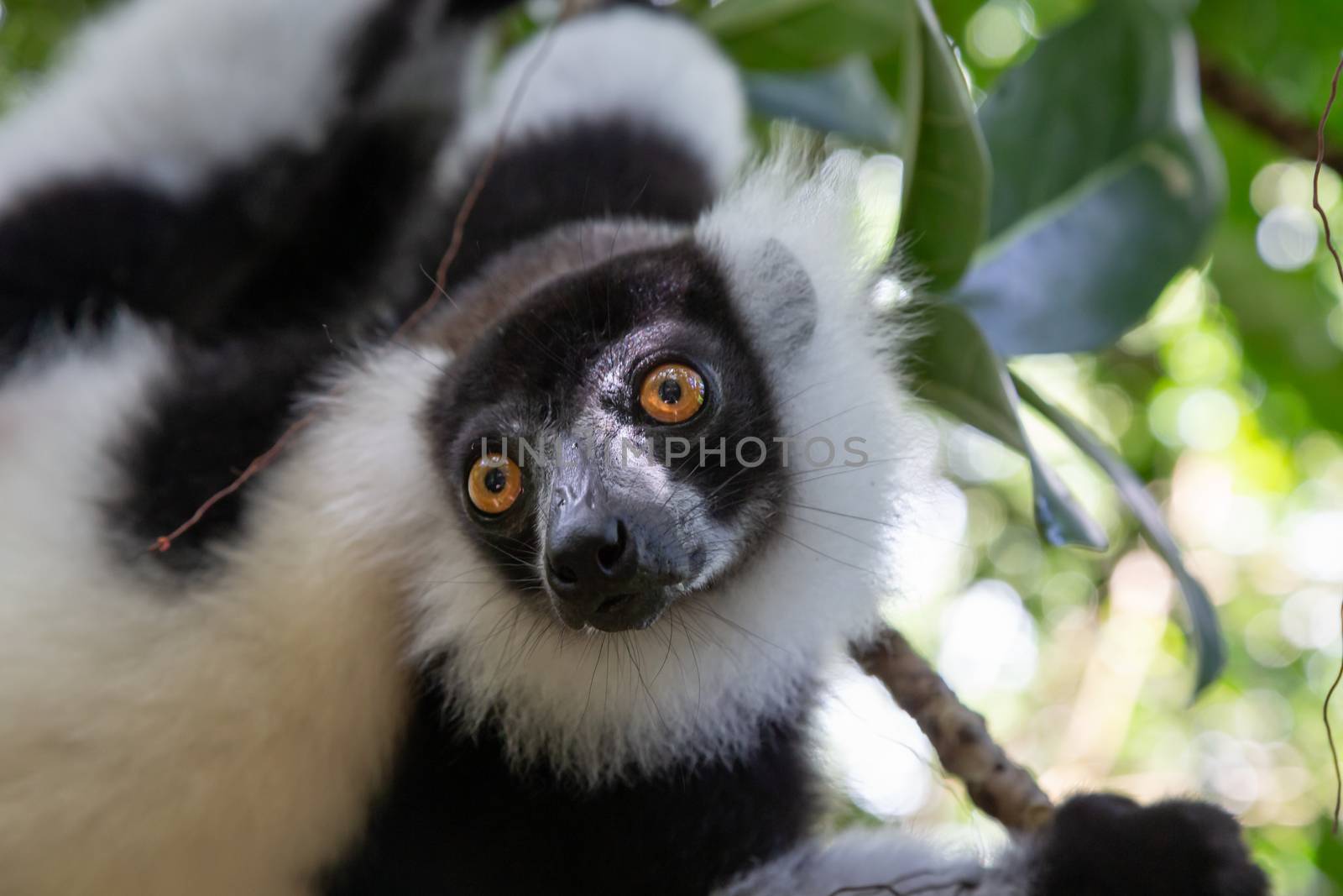 A portrait of a black and white Vari Lemur by 25ehaag6