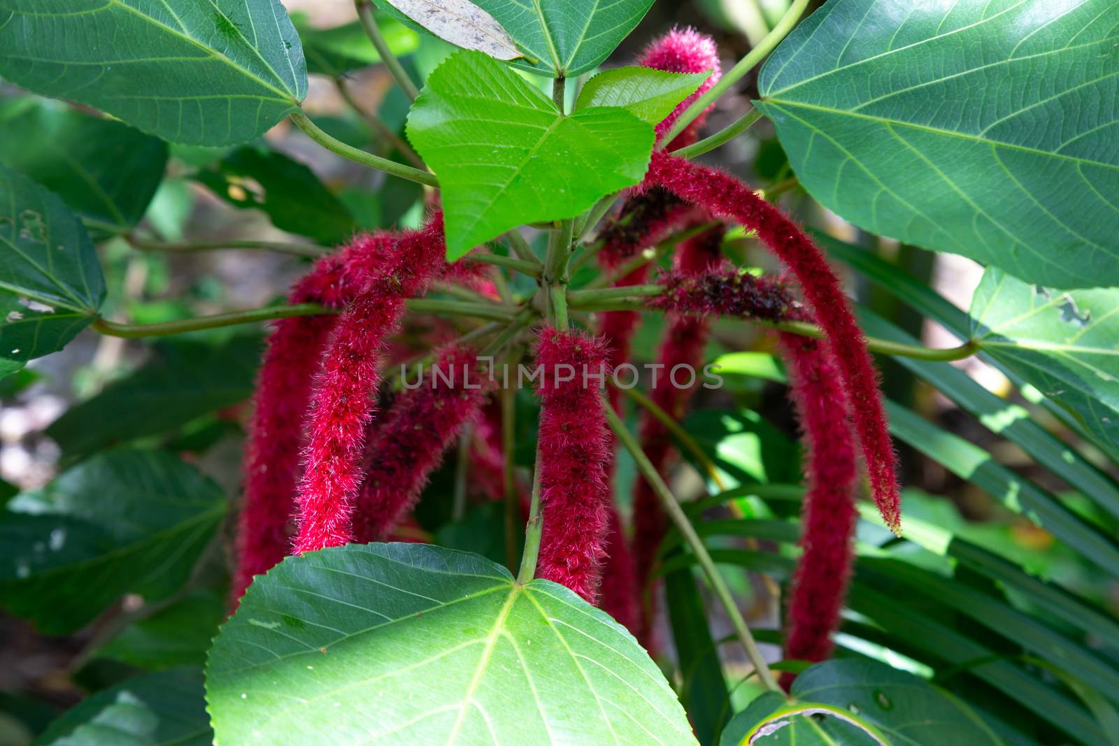 One exotic native plant from the island of Madagascar