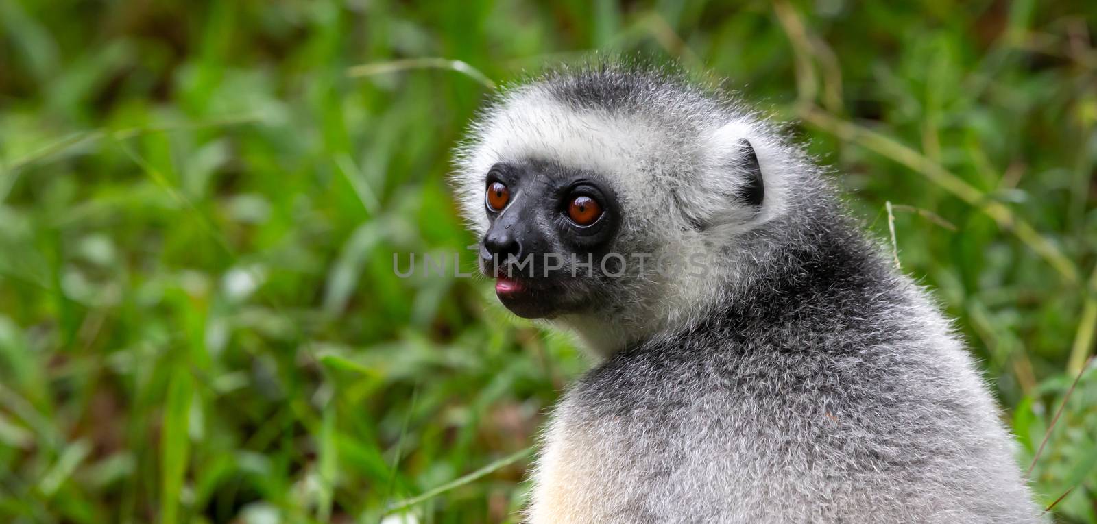 One Sifaka lemur sits in the grass and watches what happens in the area